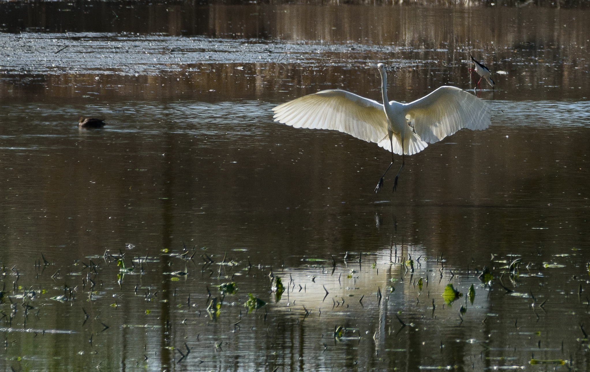 Airone bianco maggiore