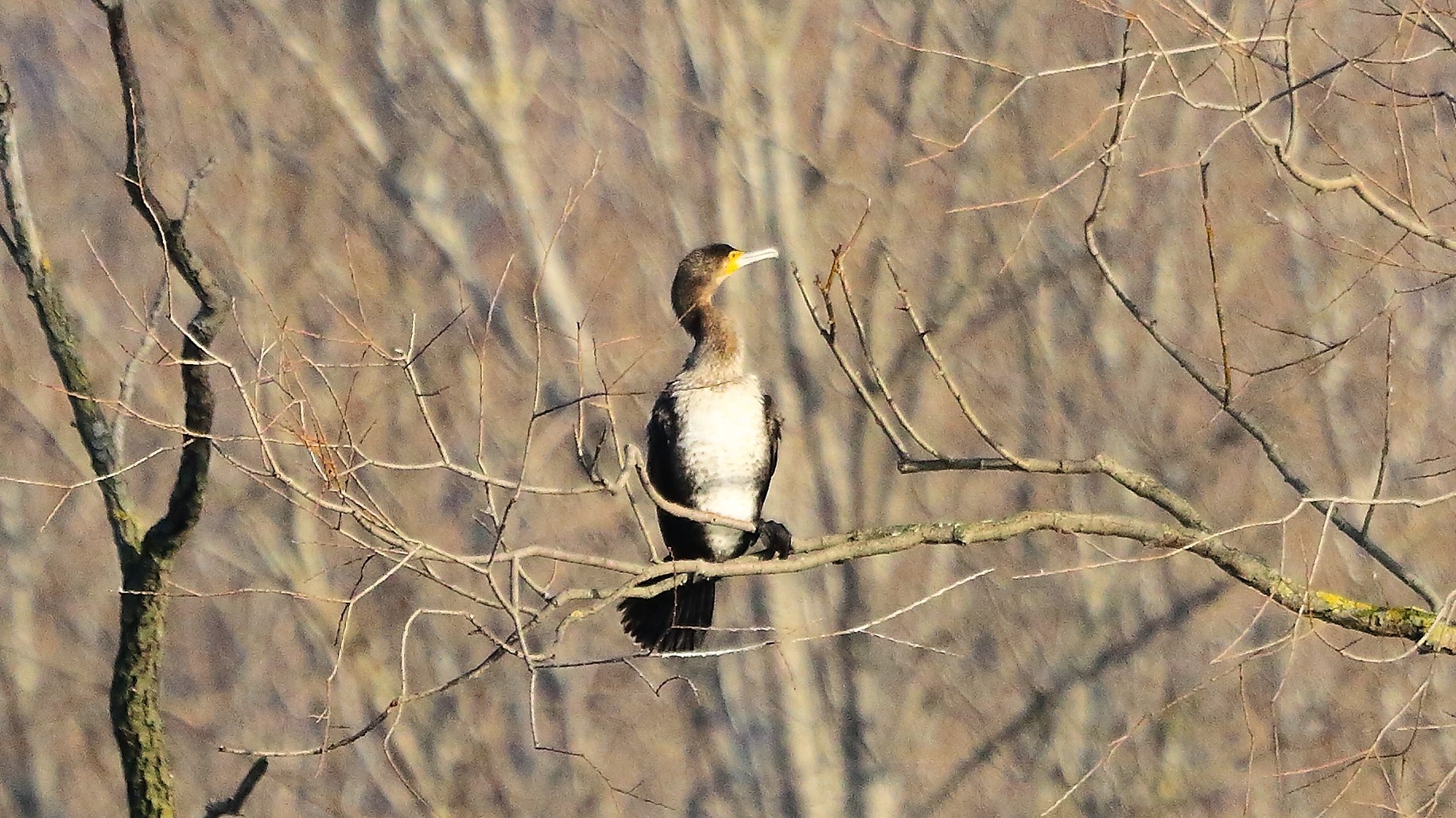 Cormorano 31 gennaio 2023