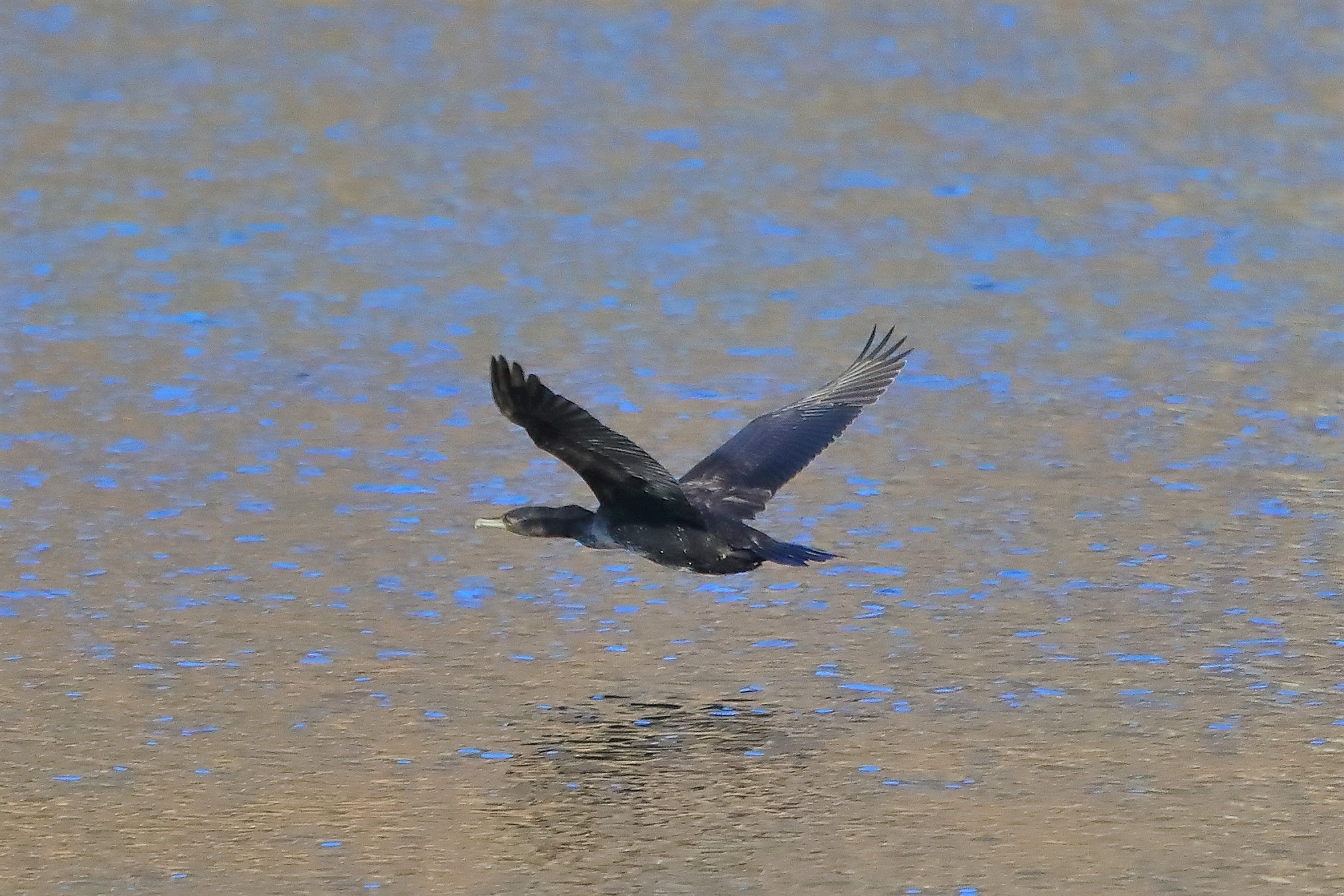 Cormorano 02-02-2023
