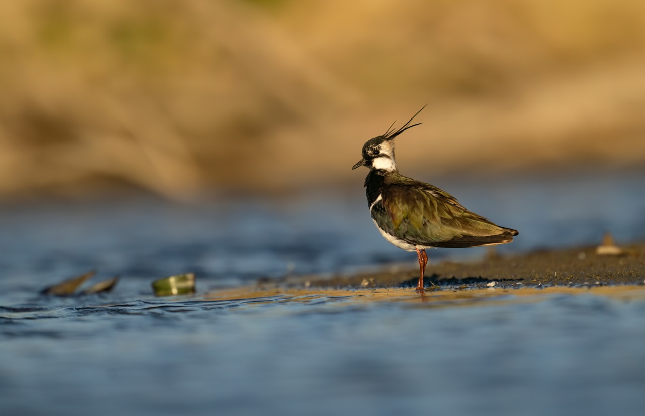 Lapwing