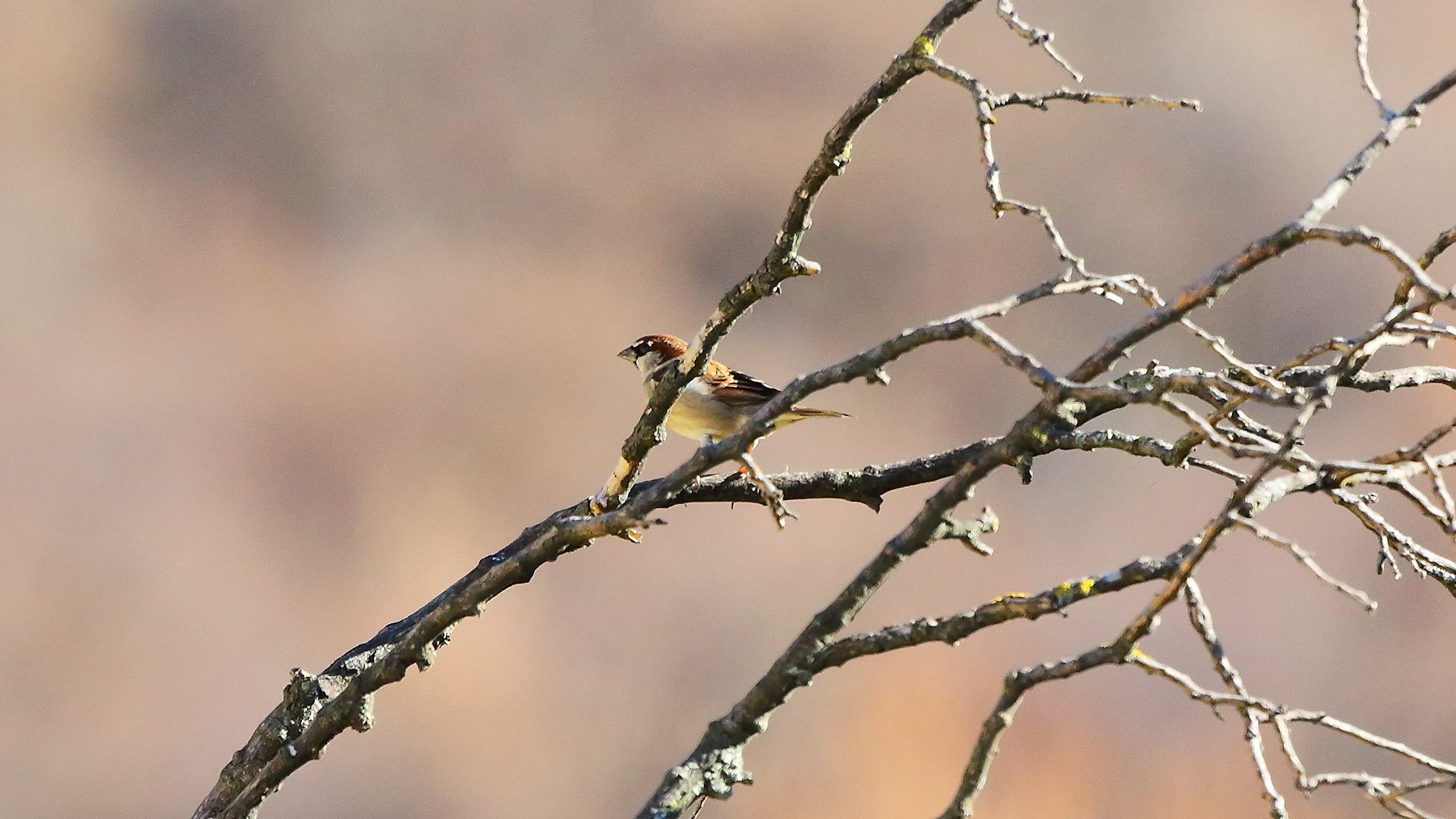 Passera 01 febbraio 2023