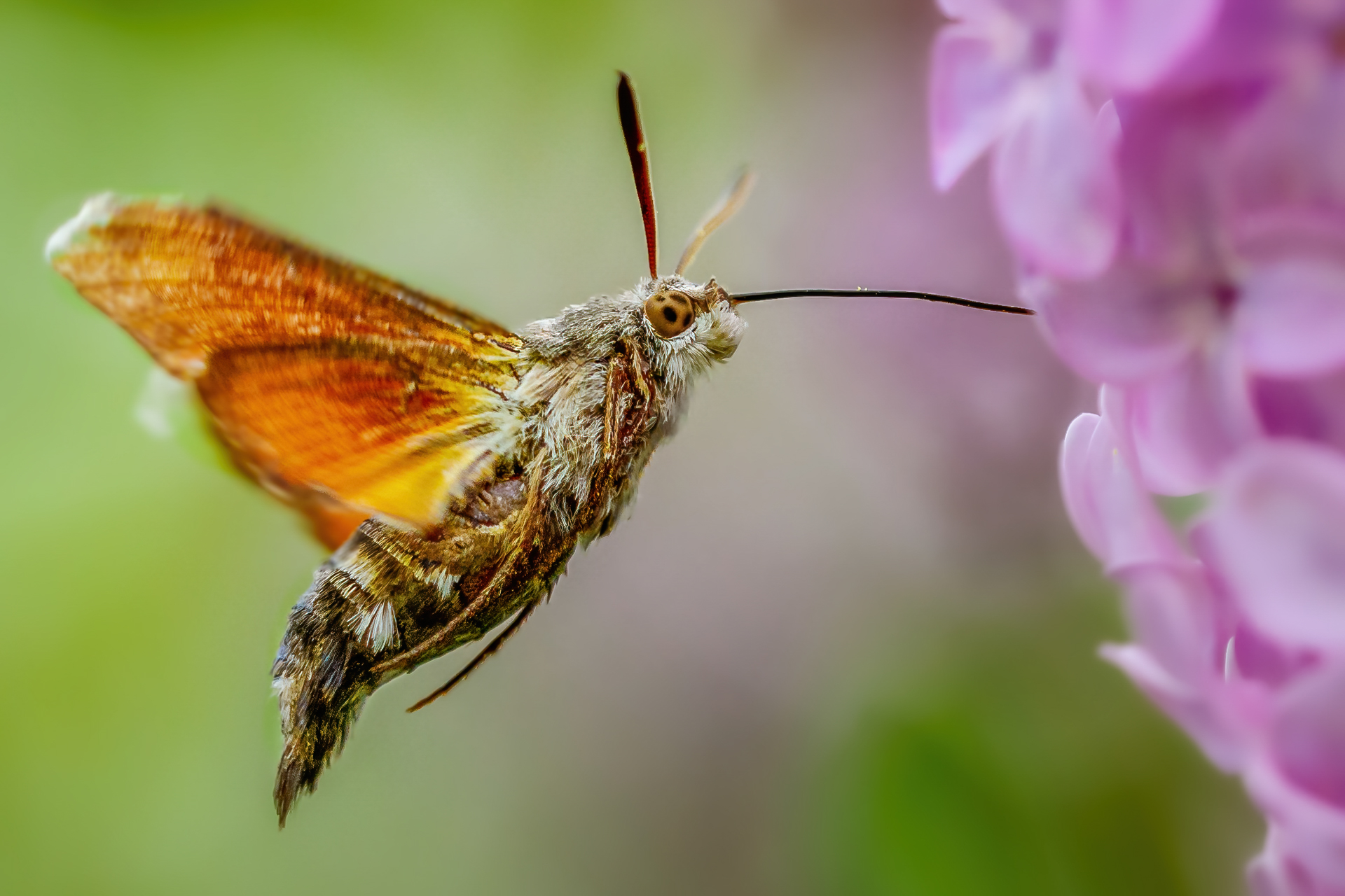 Macroglossum Stellatarum