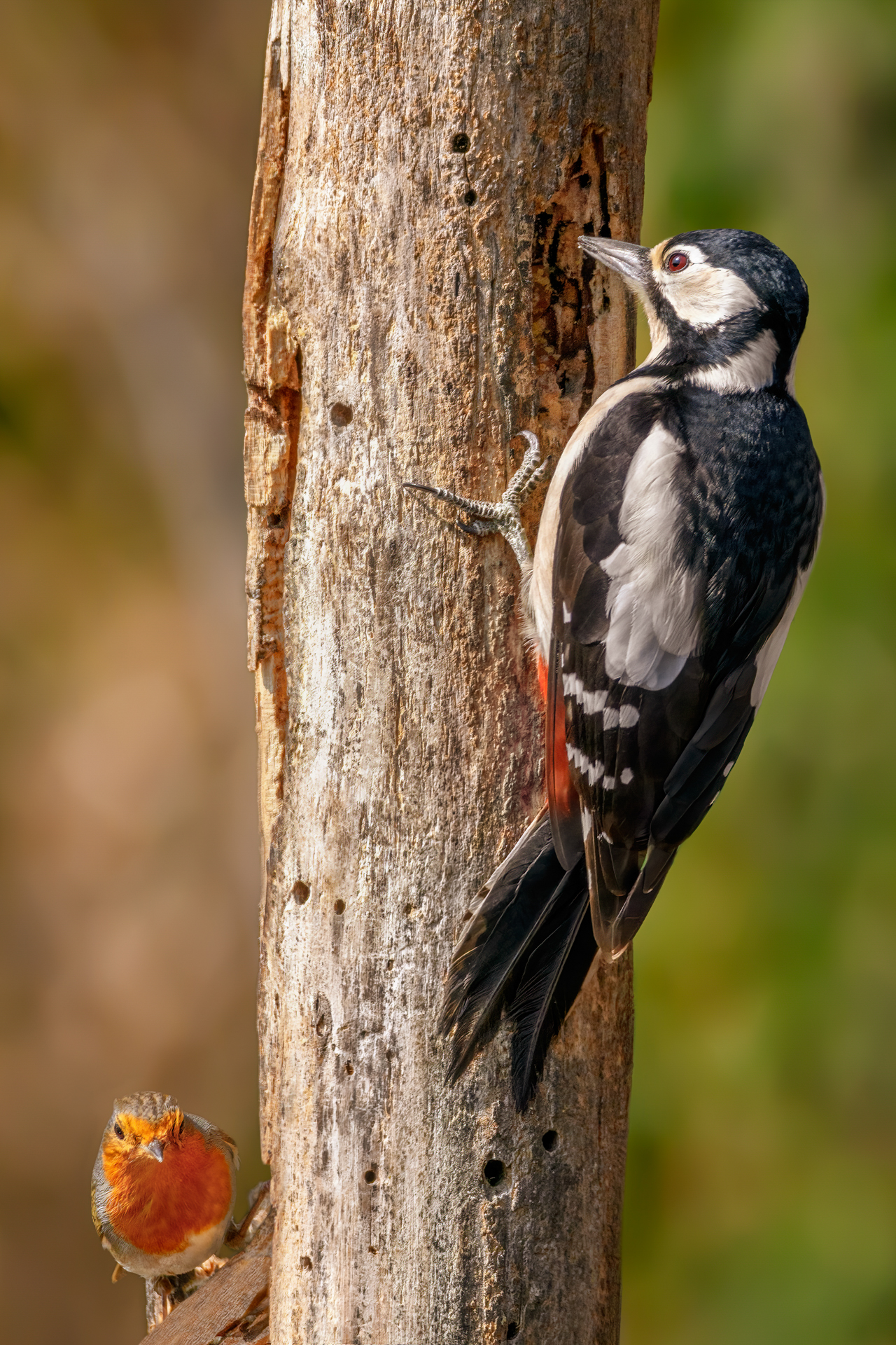 The Woodpecker and the Robin