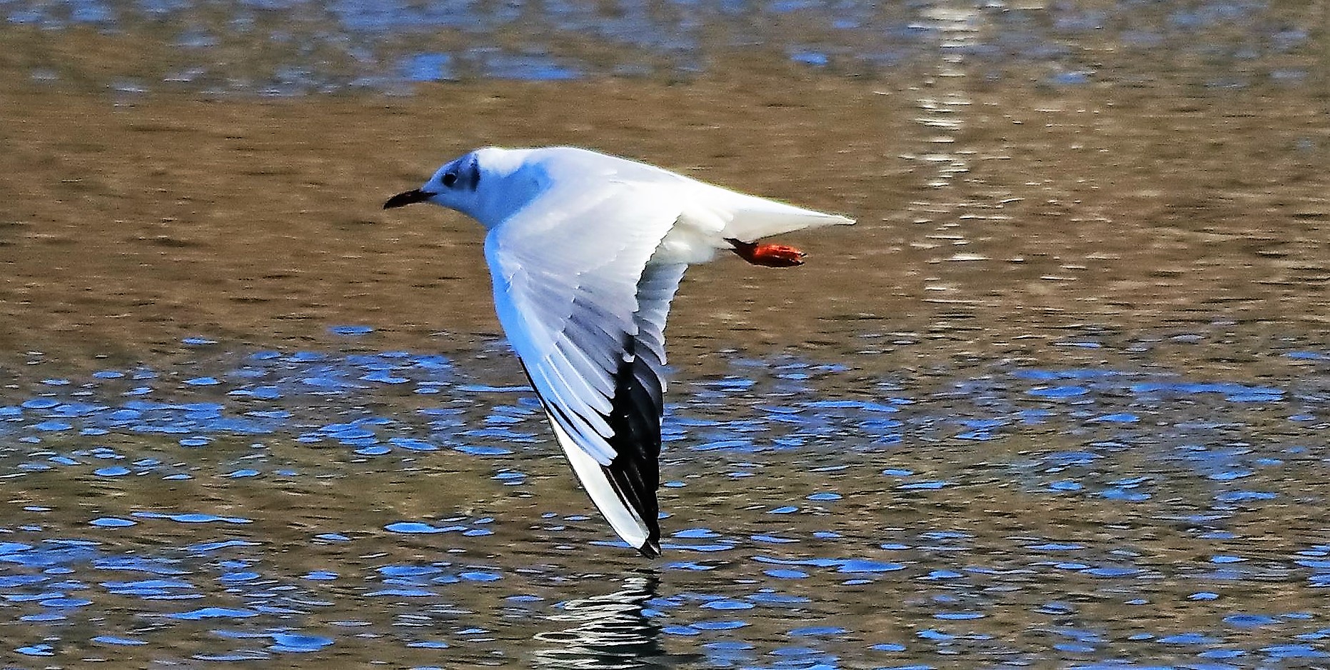 Gabbiano comune 02-02-2023