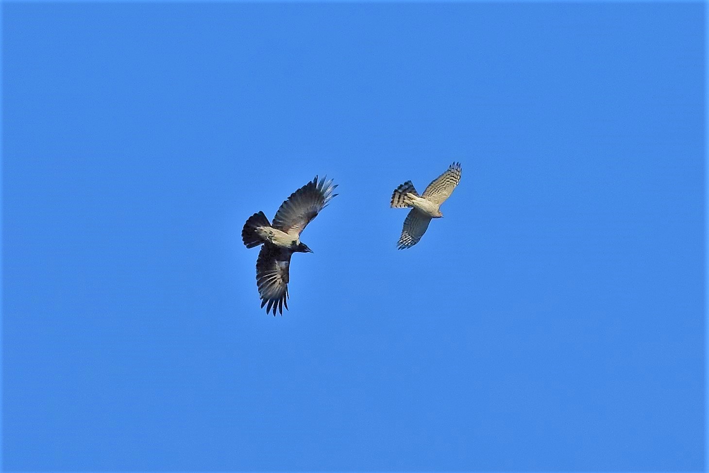 Sparviere 14 febbraio 2023