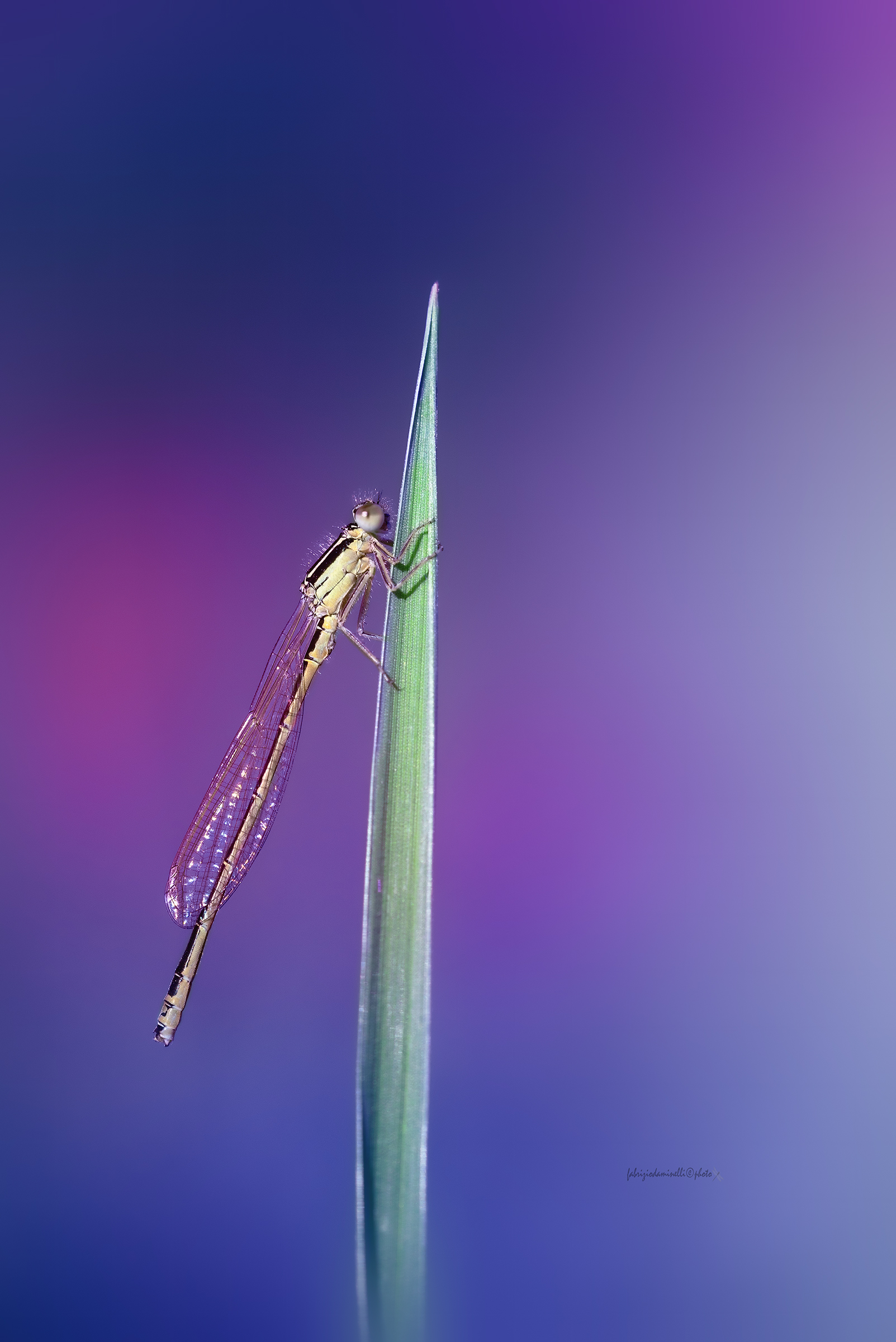 Small Bluetail - Ischnura pumilio