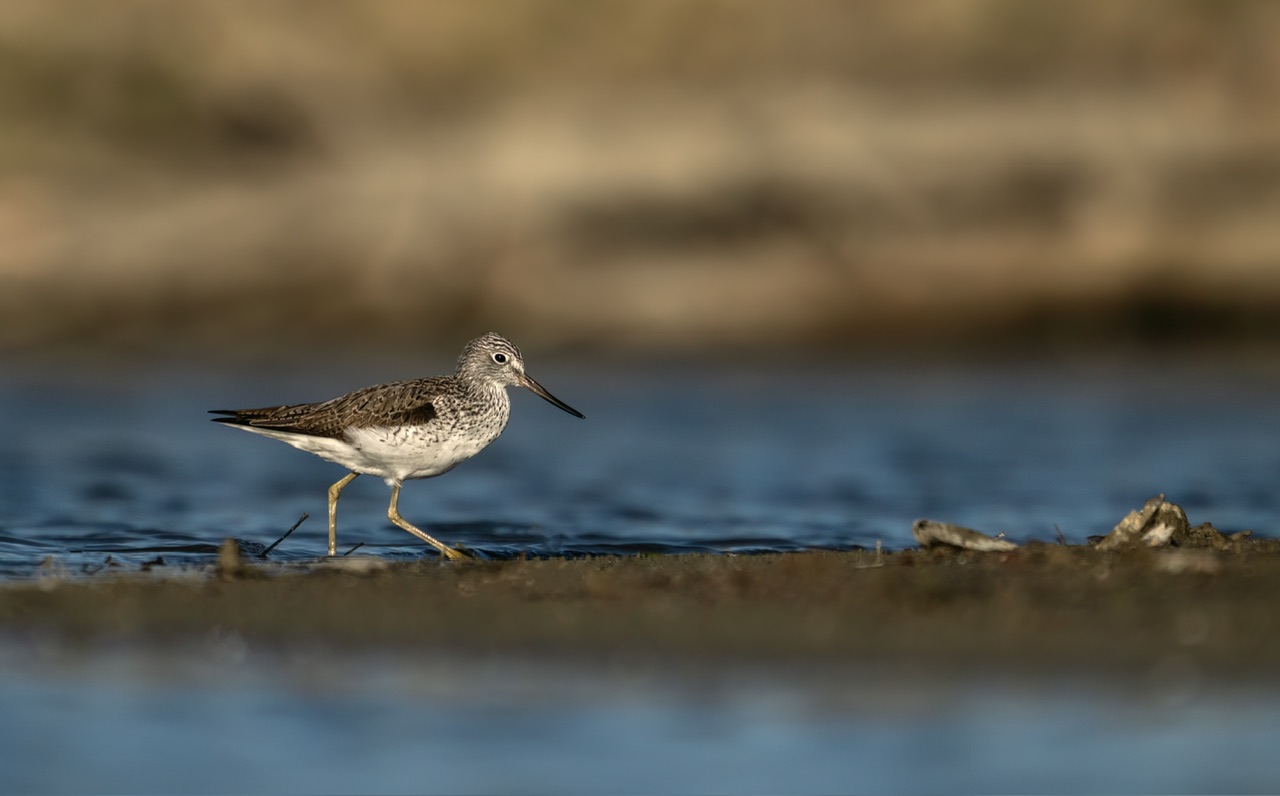 Greenshank
