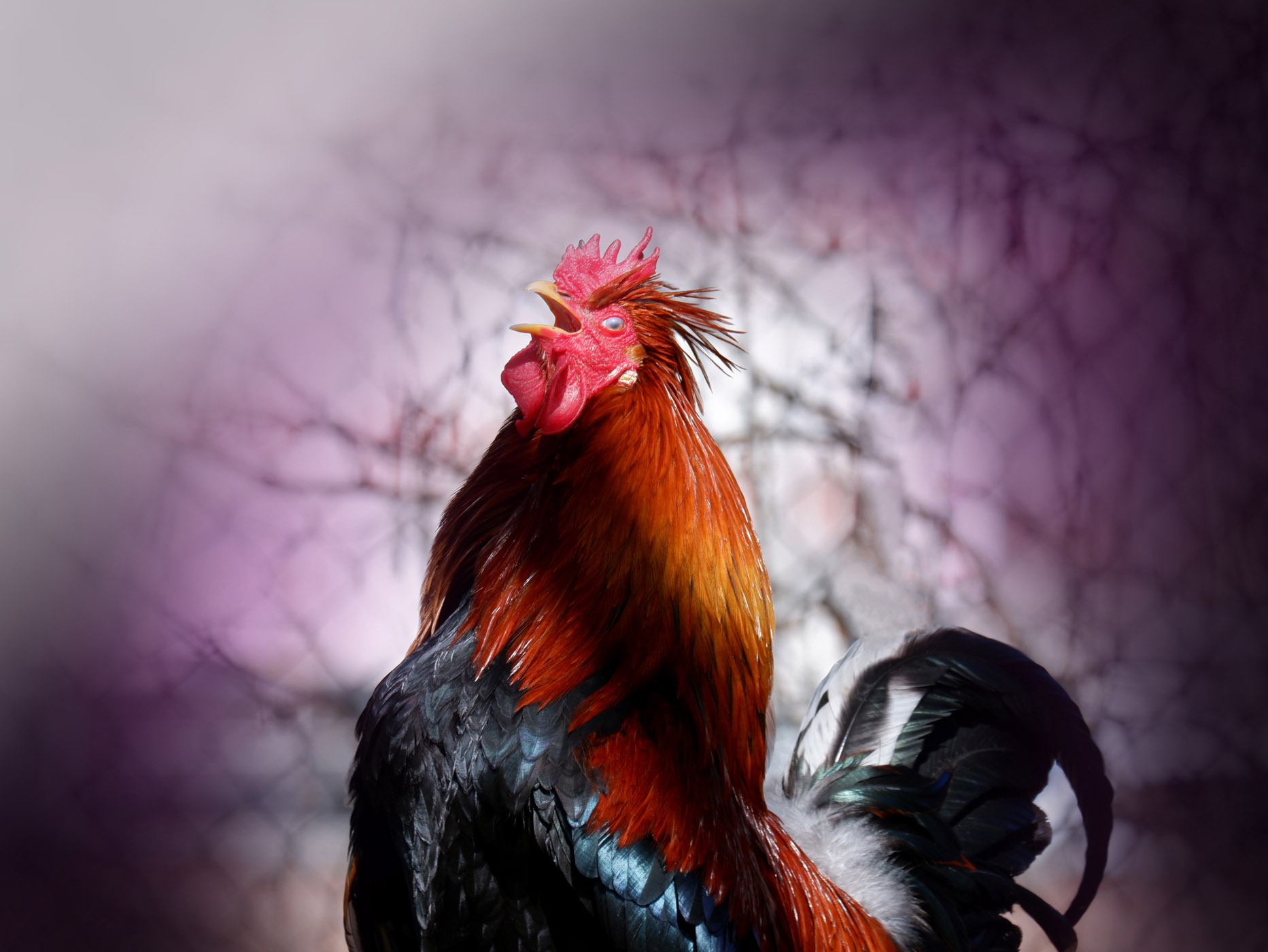 Before the Rooster crows..