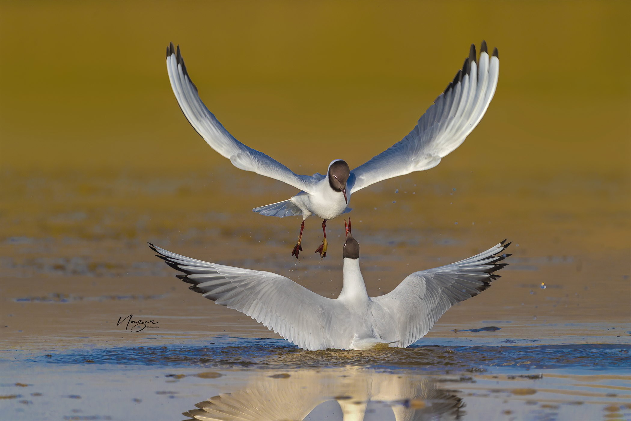 Black-headed gull