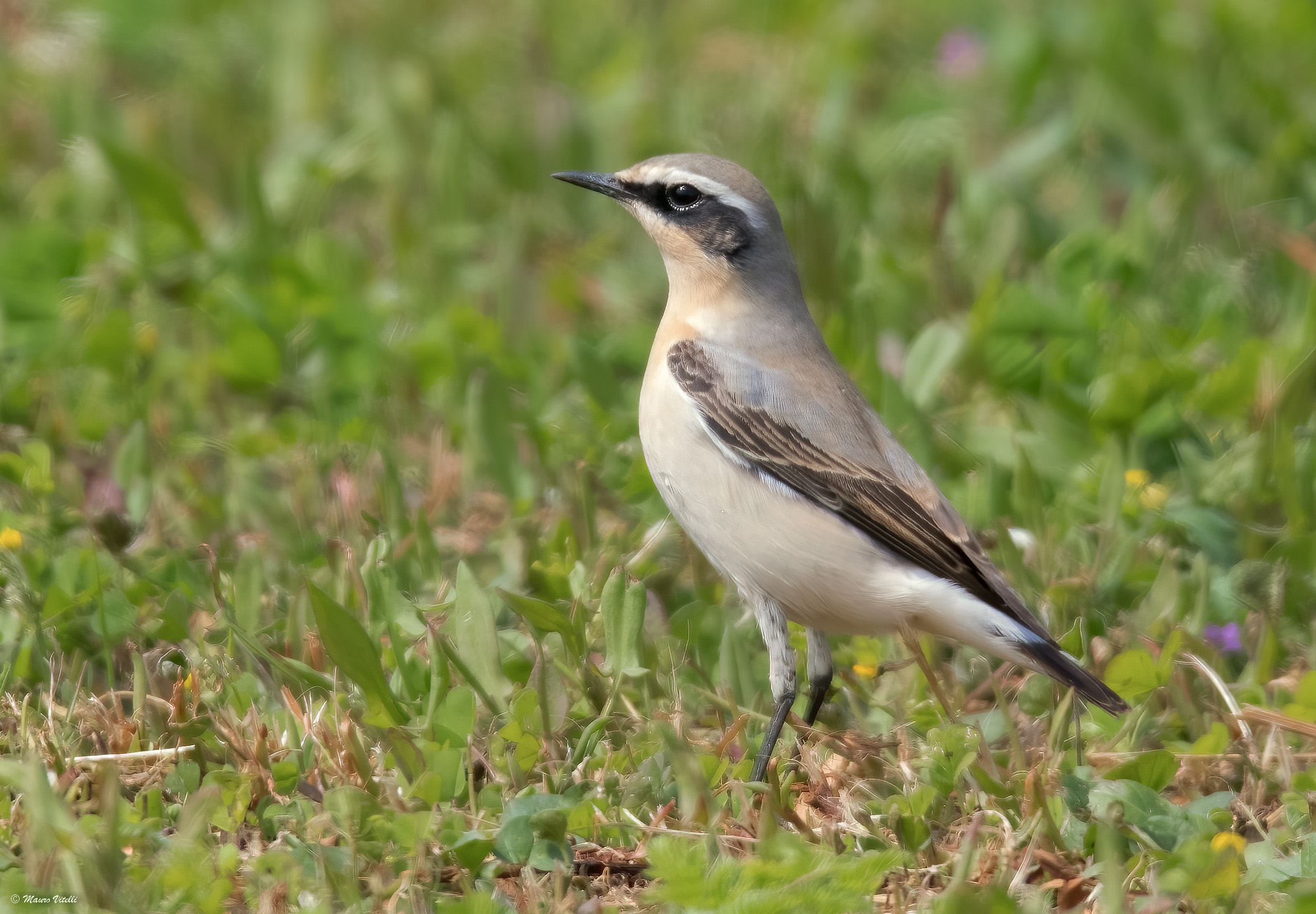 Culbianco (Oenanthe oenanthe)
