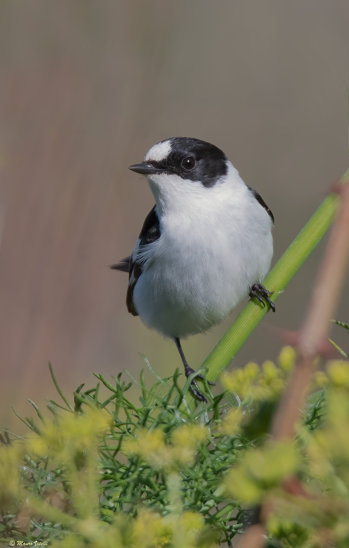 Collared nurse (Ficedula albicollis)