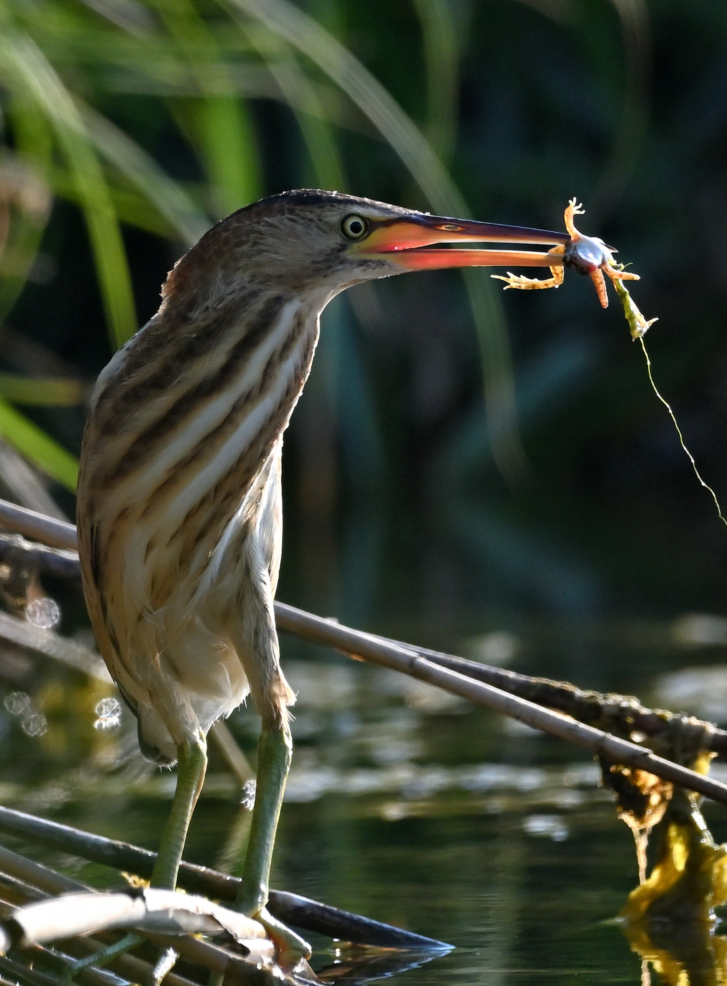 tarabusino giovane con rana in backlight