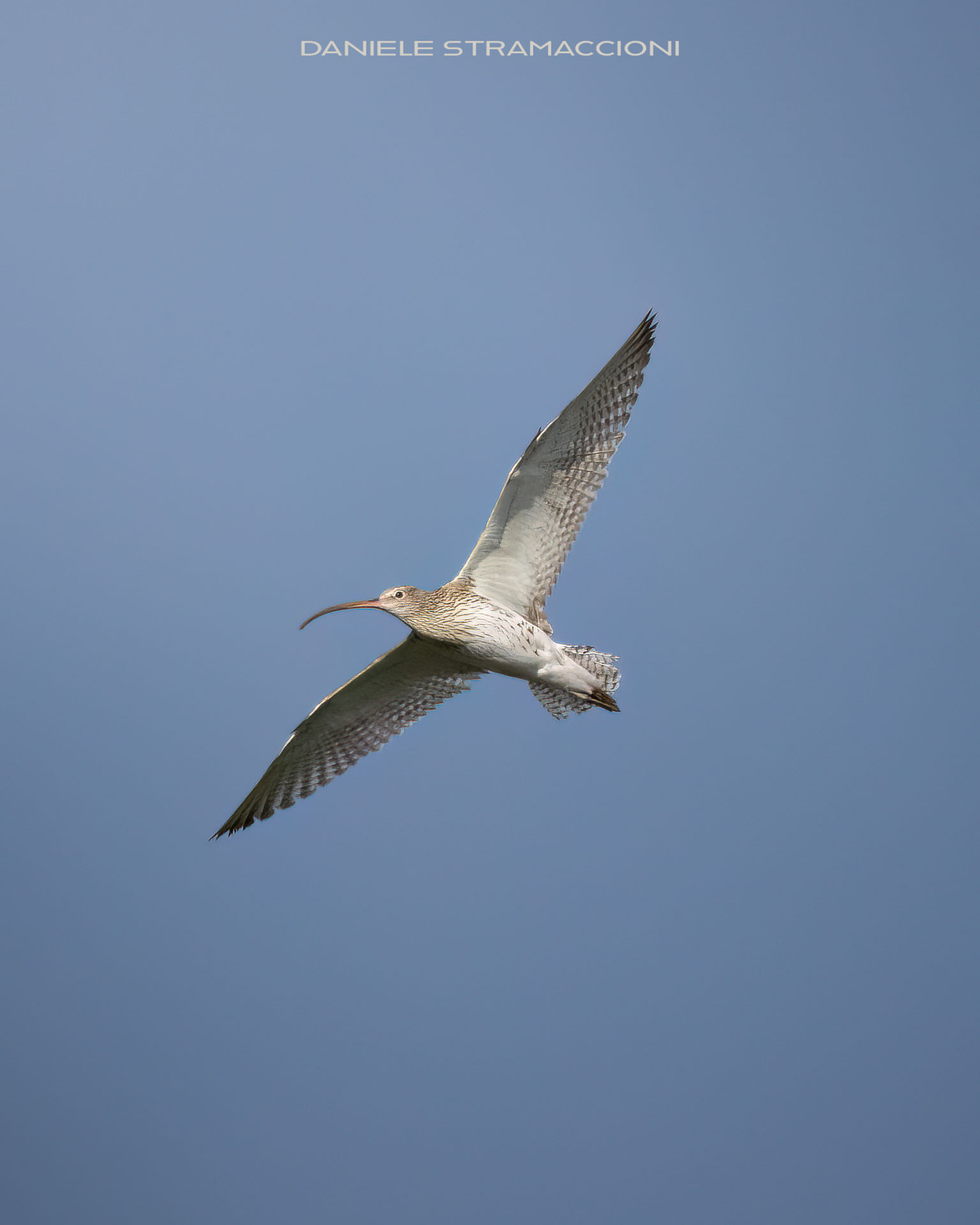 Curlew Major