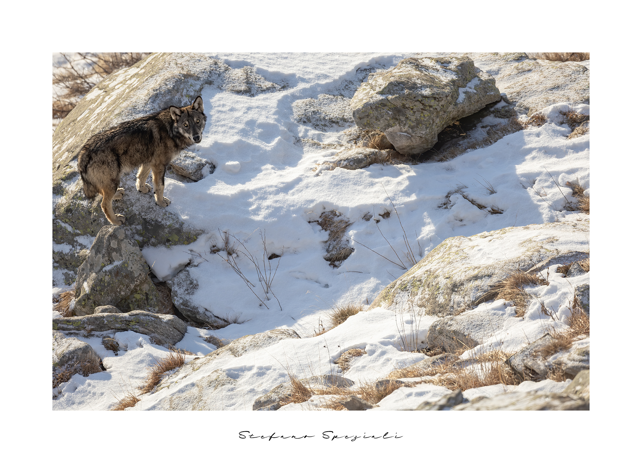 Wolf - Canis lupus