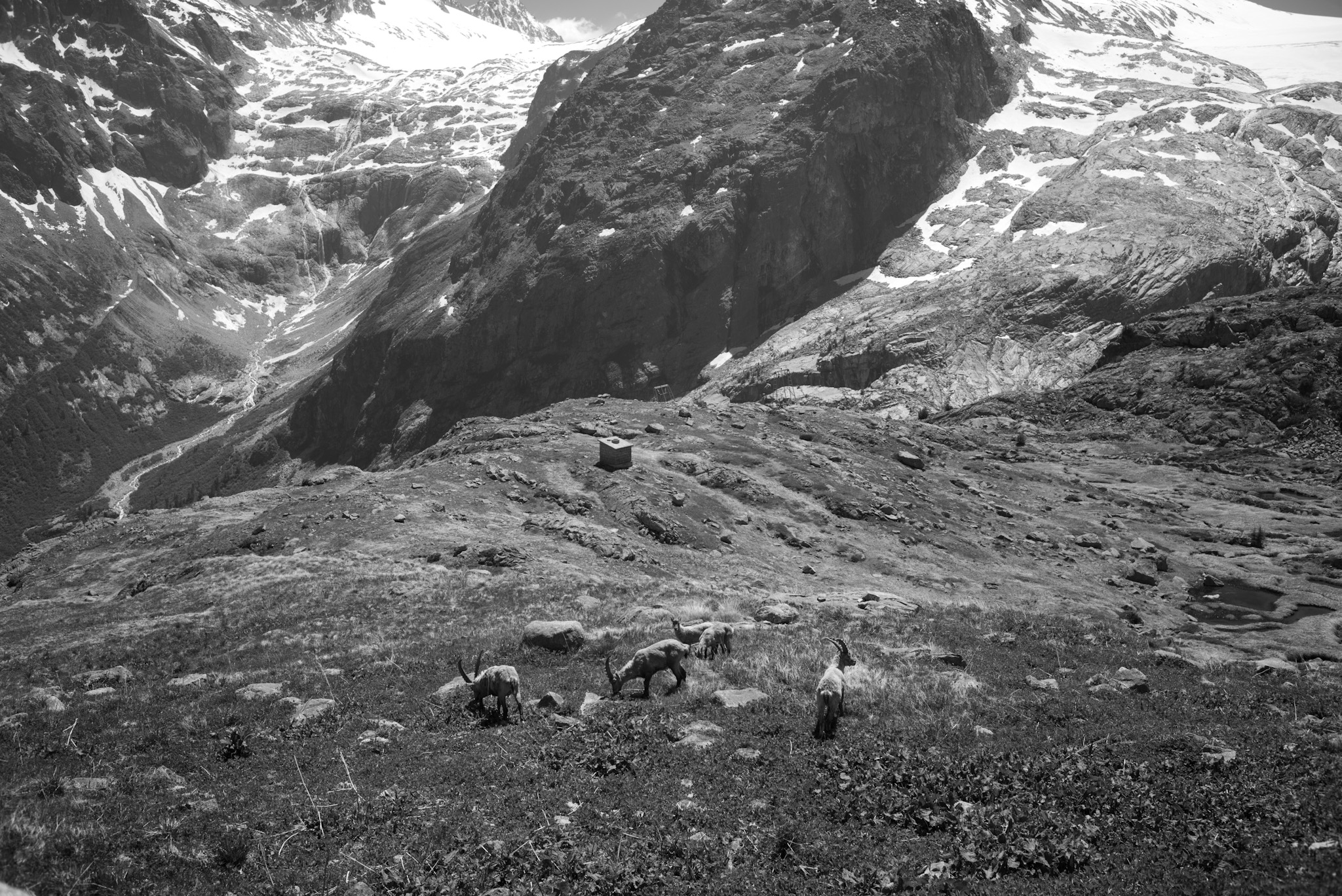 Ibex in the Adamello Park