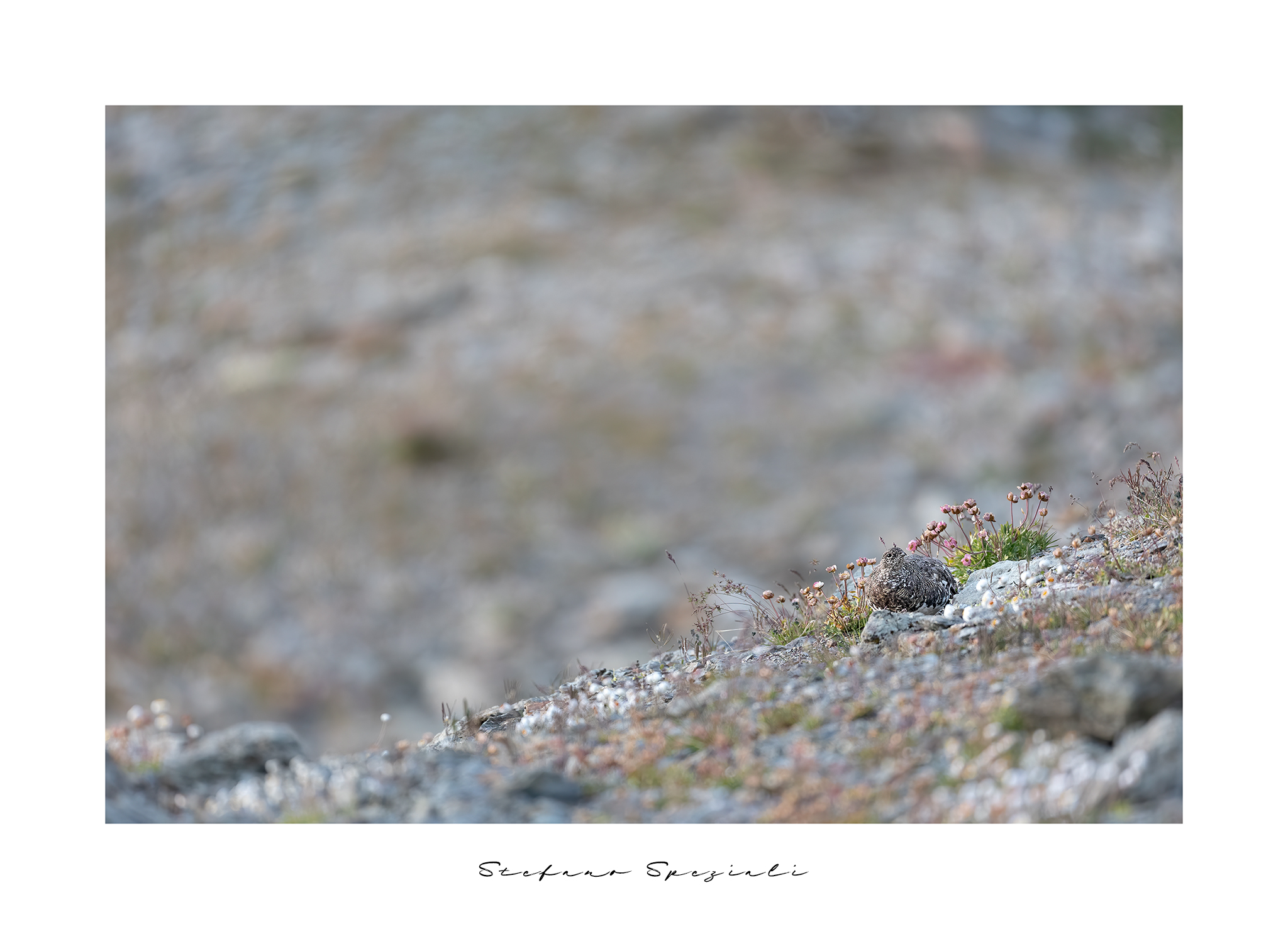 Pernice bianca - Lagopus muta