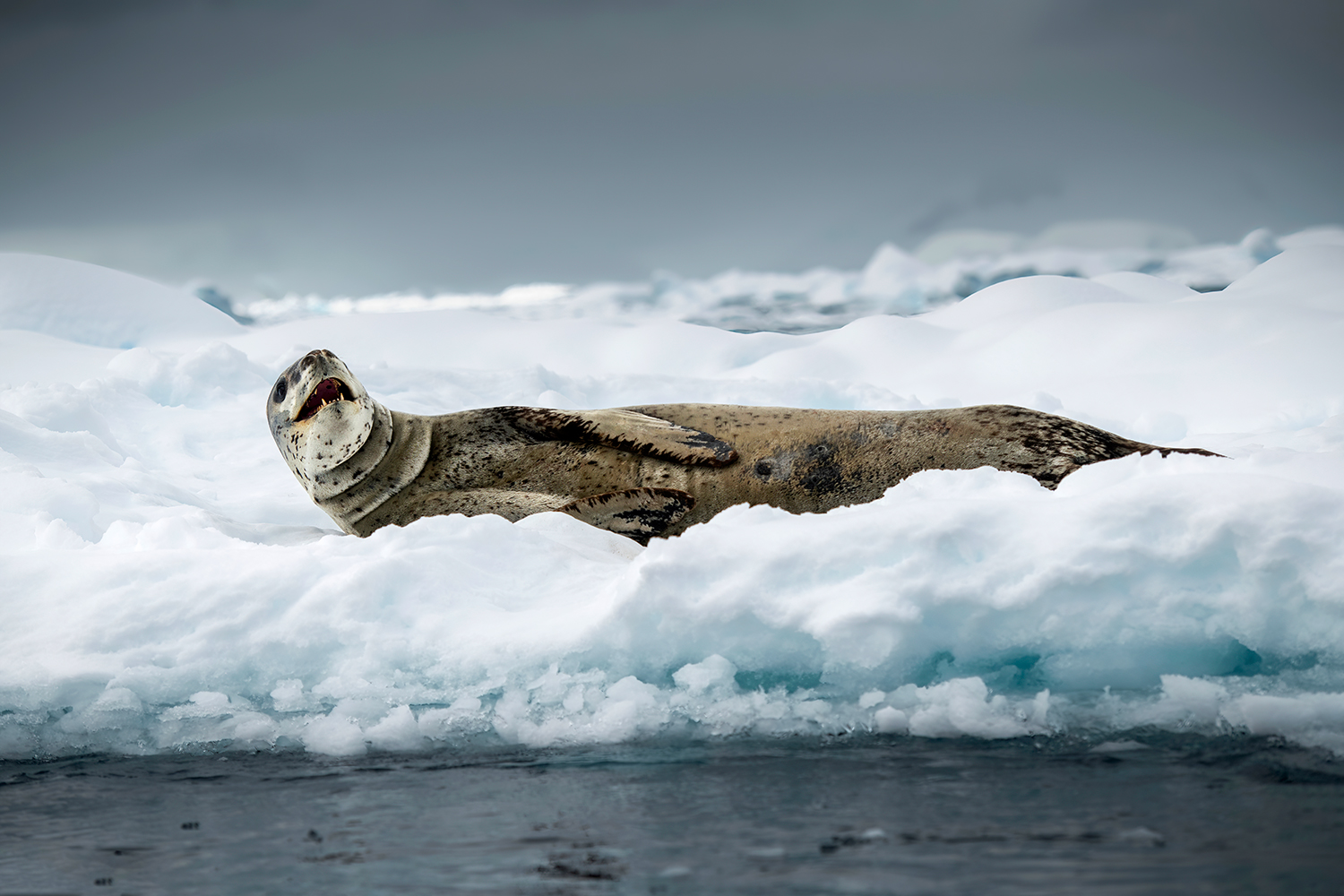 Leopard seal on icebergs in Antarctica