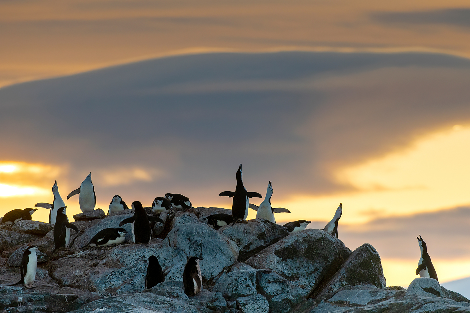 Concerto Serale - Antartide