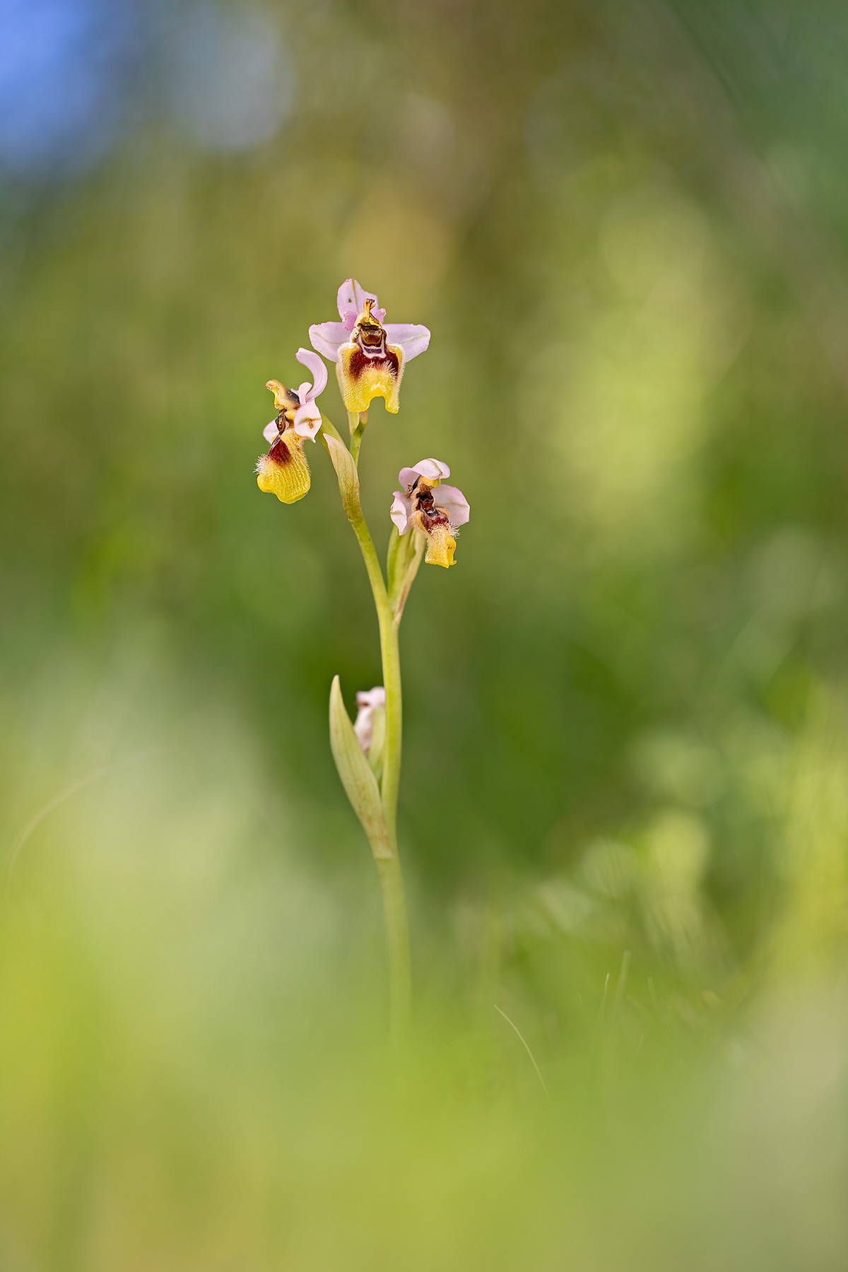 Ophrys tenthredinifera