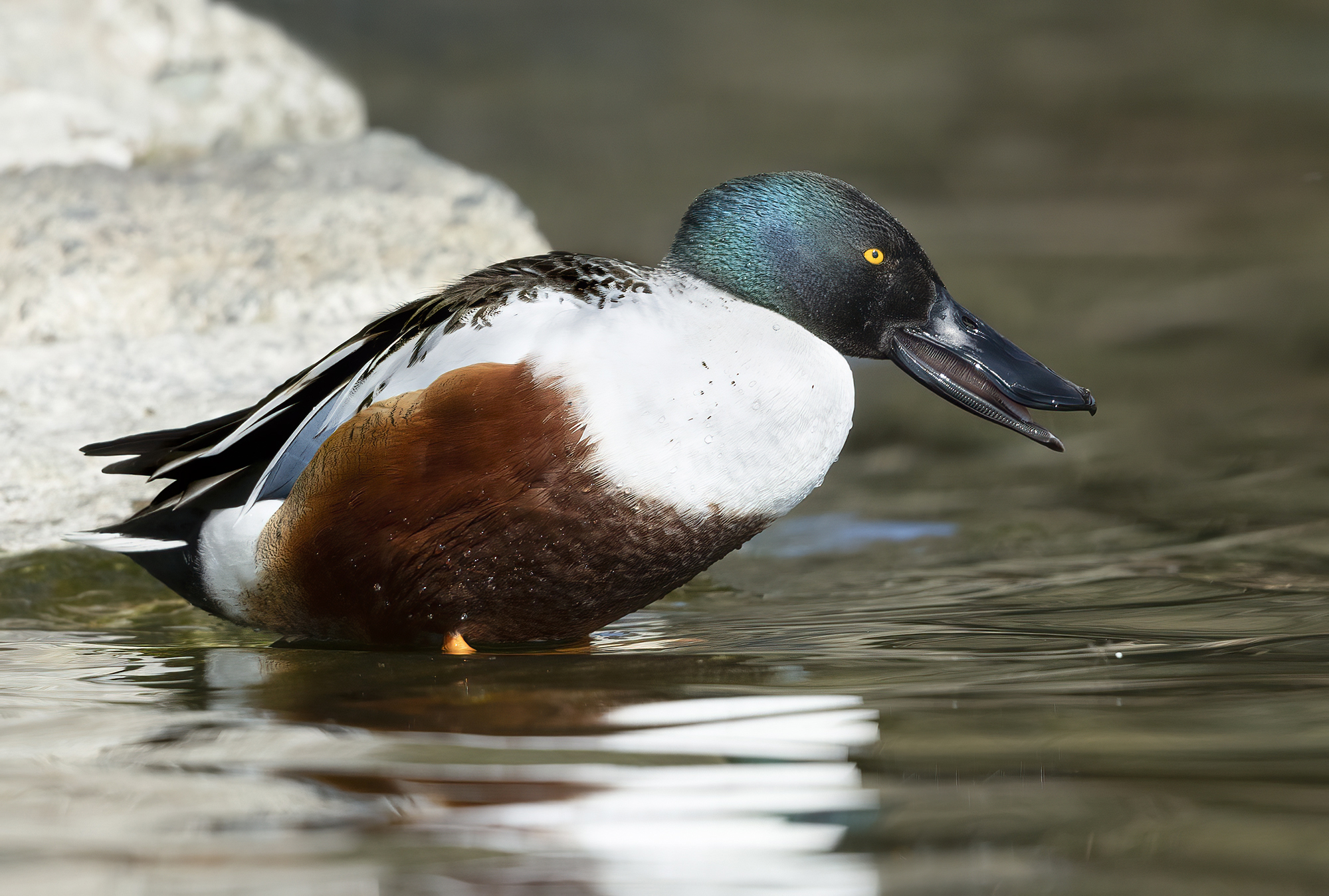 Becco impossibile, mestolone