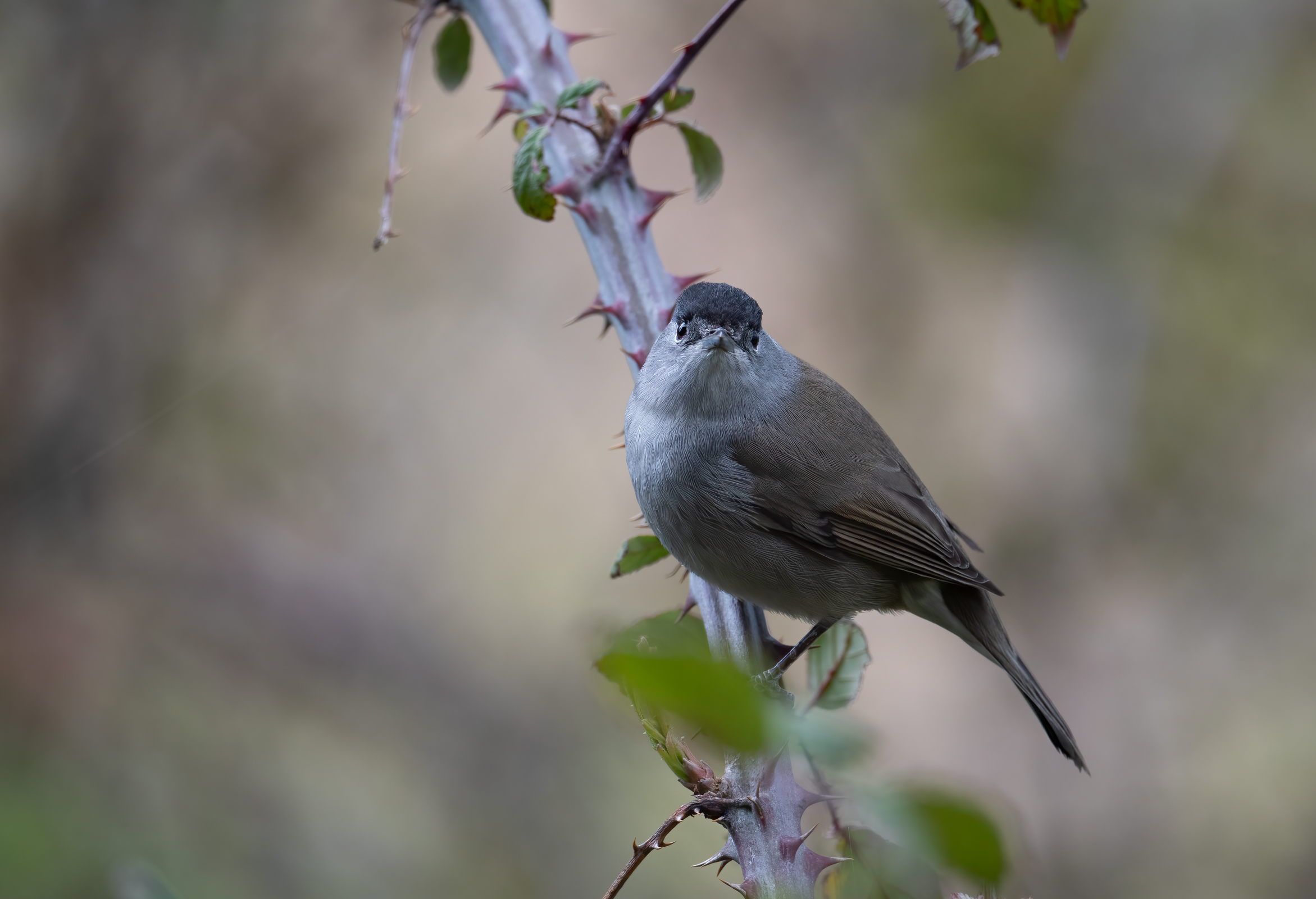 Blackcap