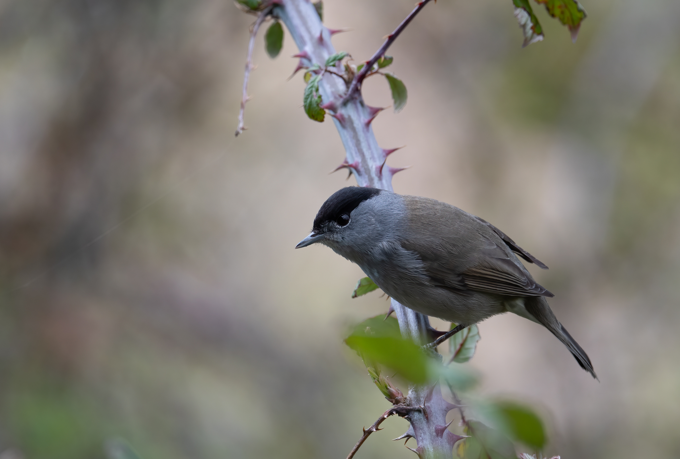 Blackcap