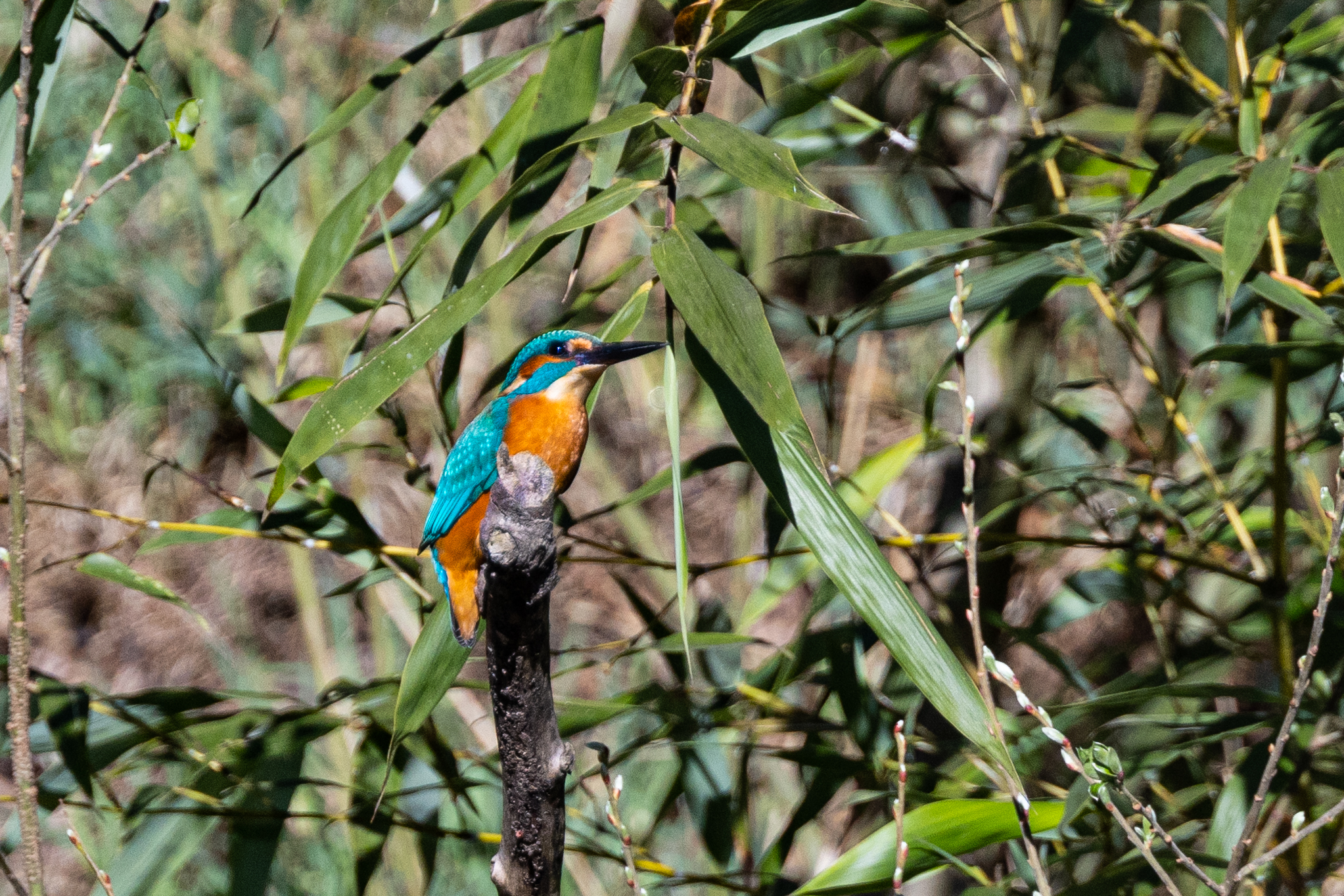 Martino in Imbersago