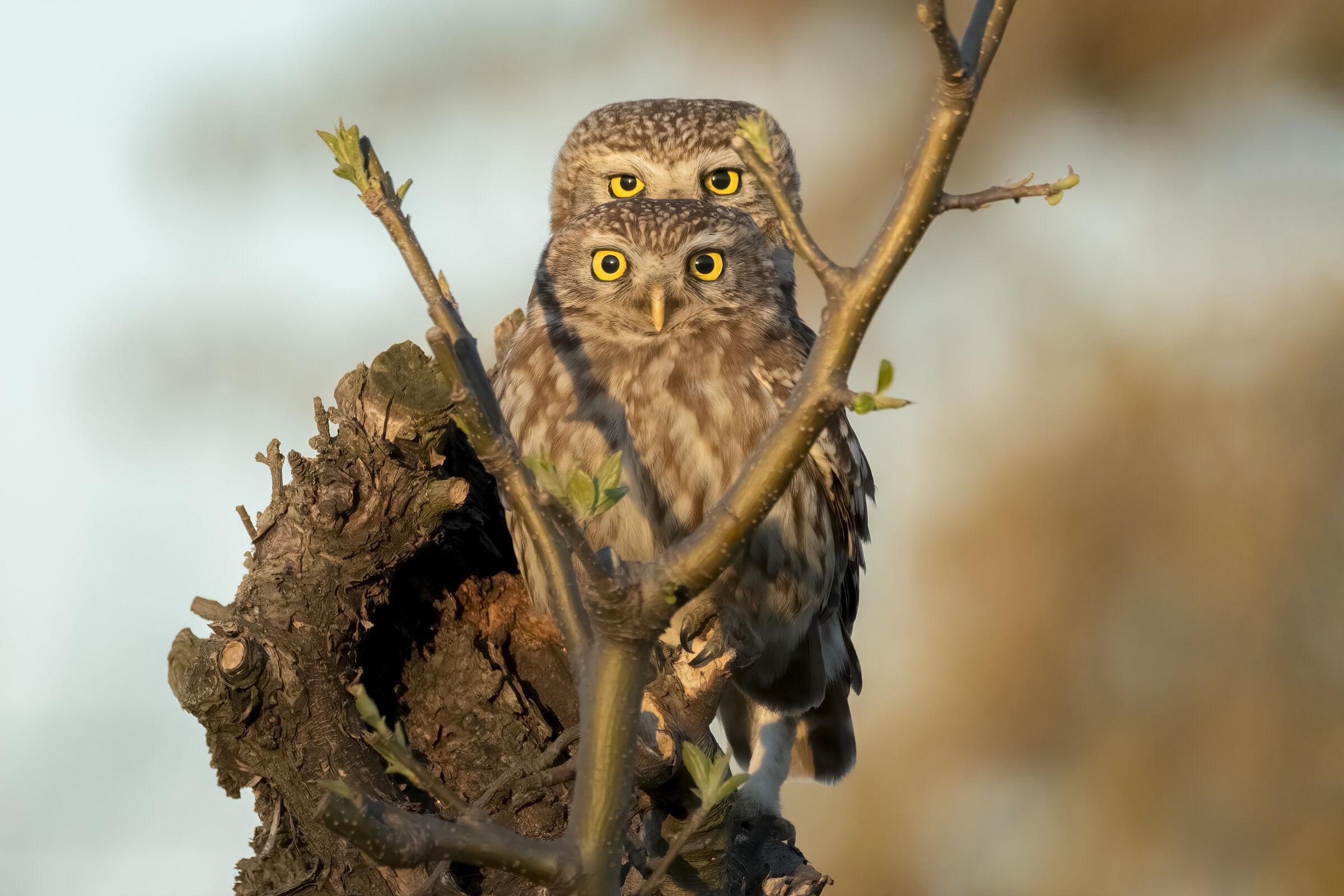 Owl