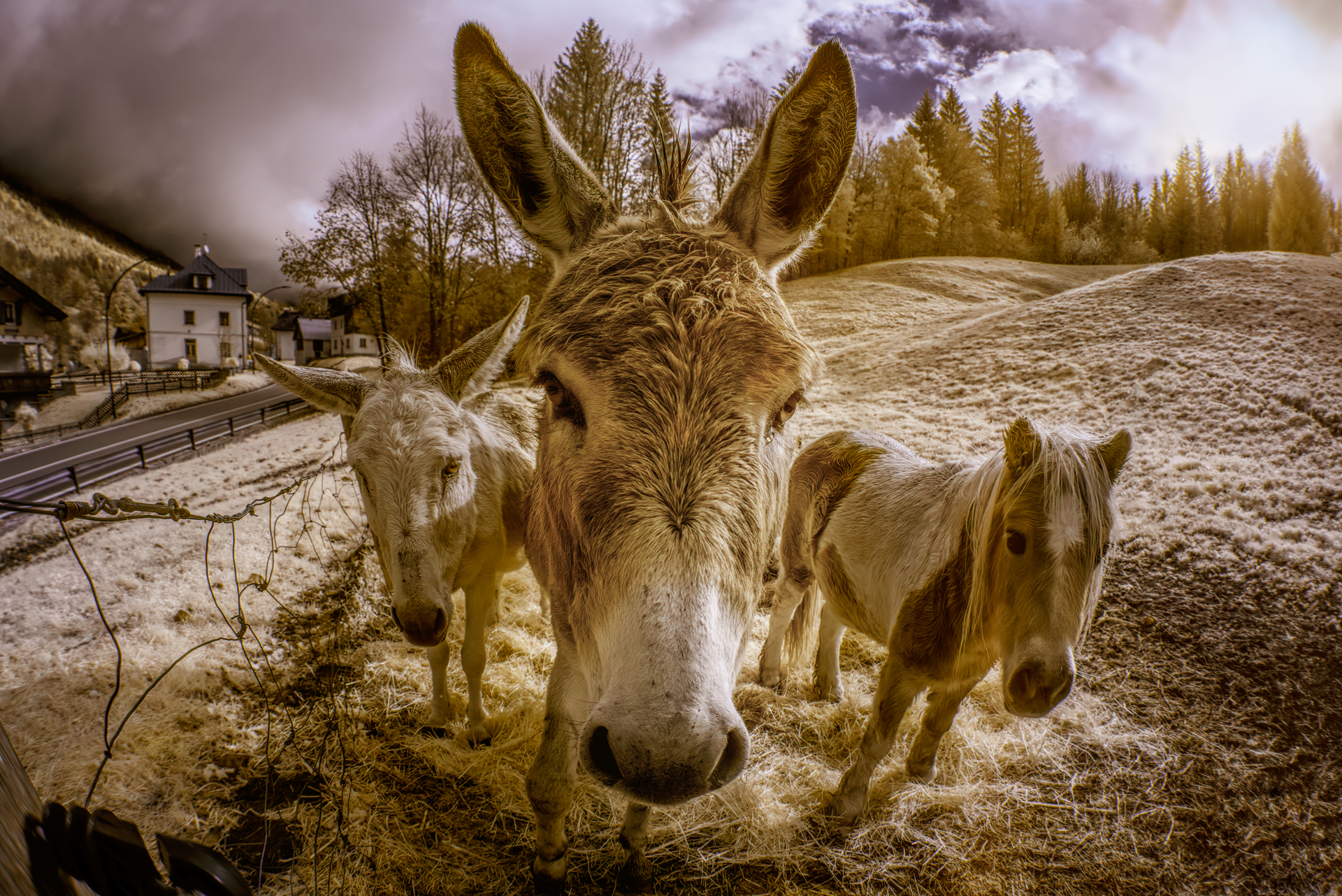 Donkeys