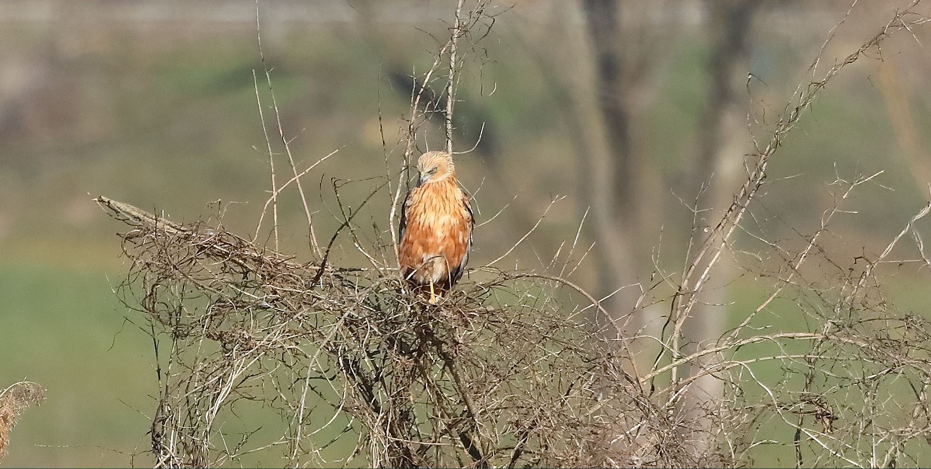 Falco di palude 03-02-2023