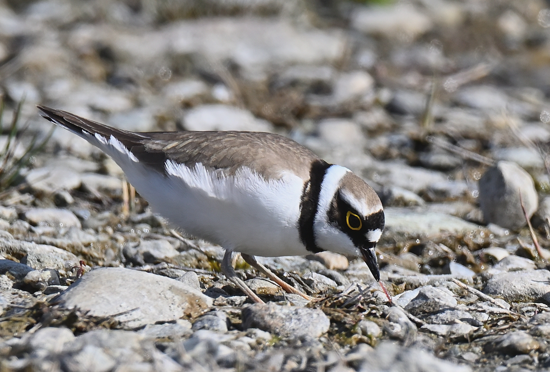 il pranzo del corriere piccolo