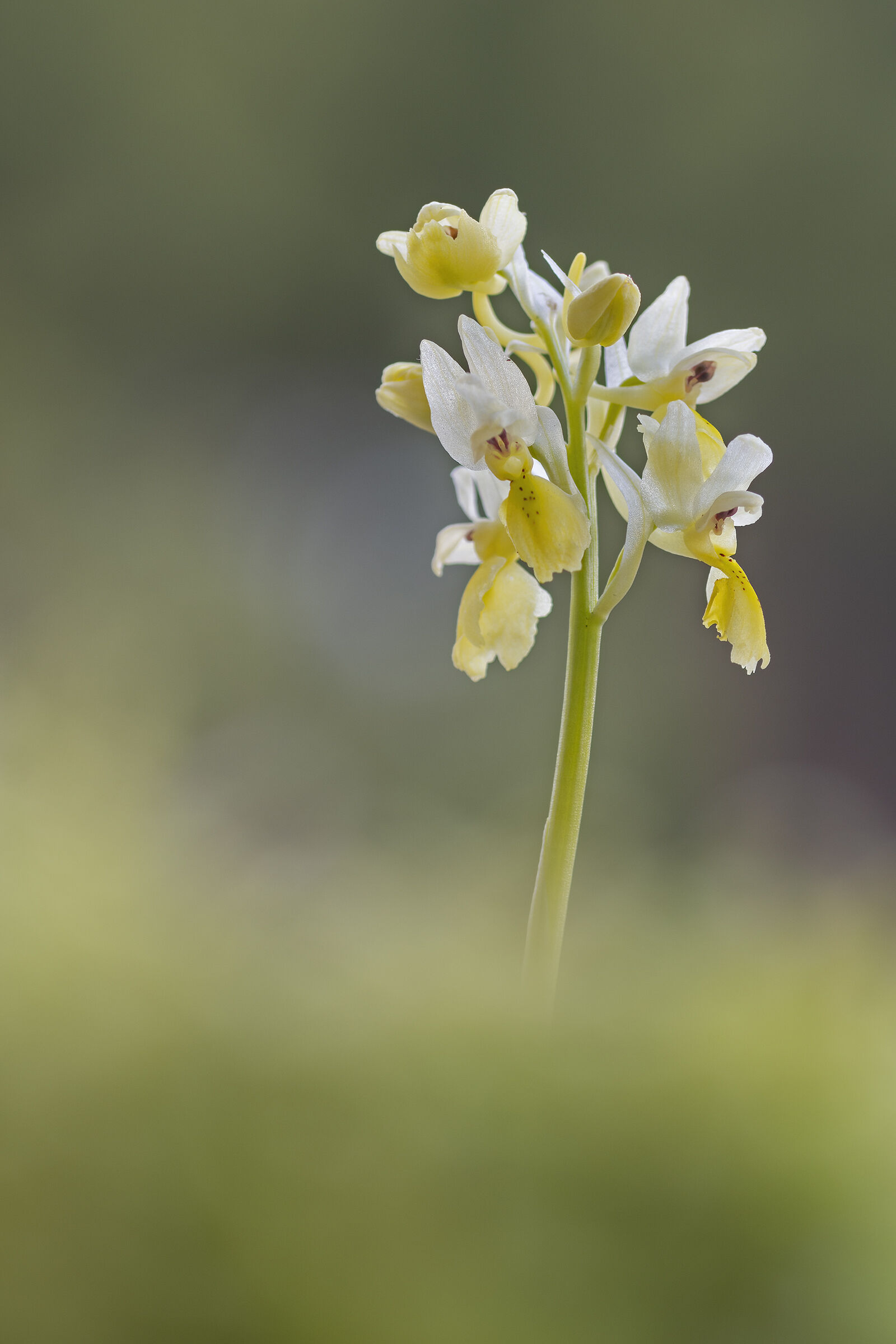 Orchis pauciflora