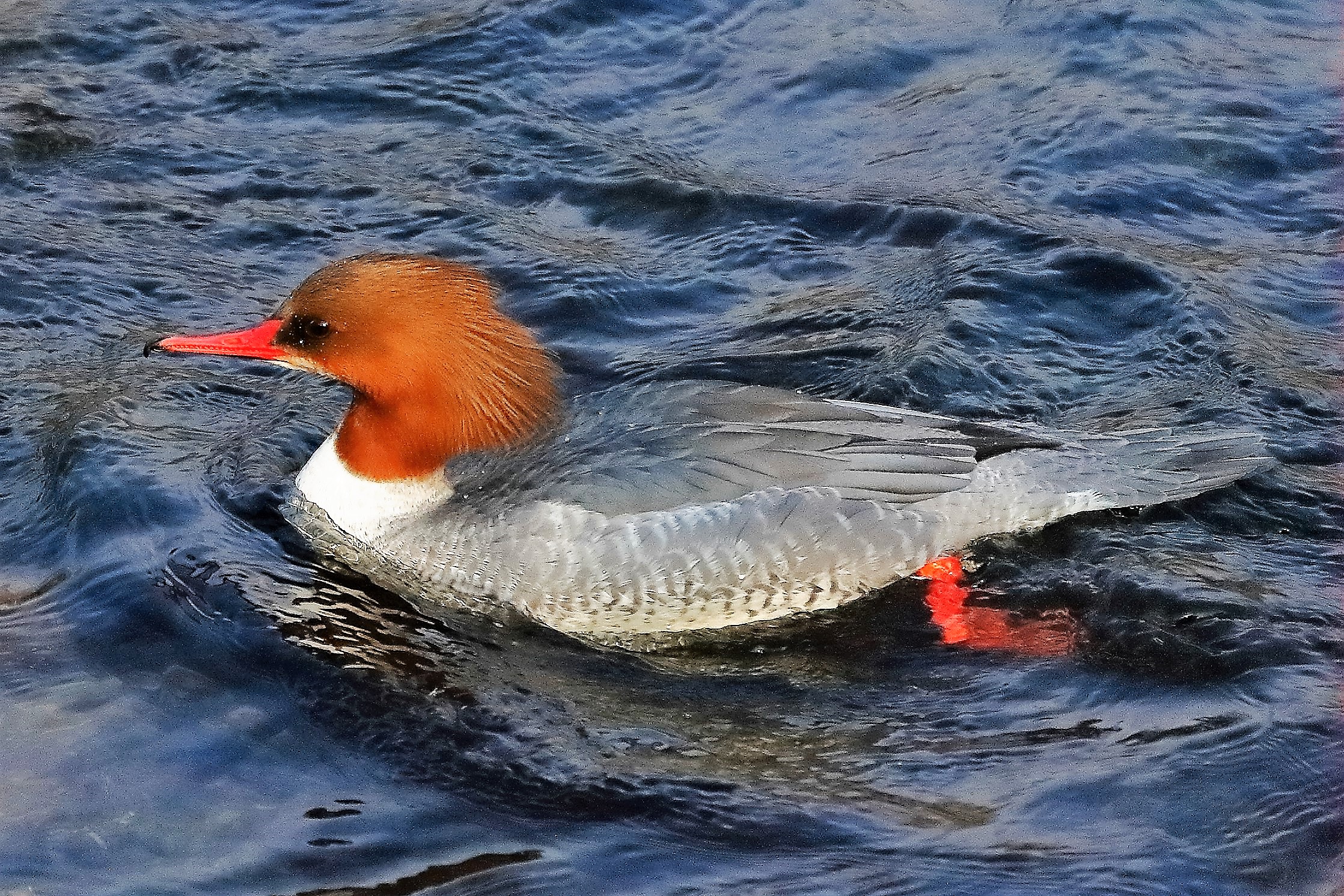 Smergo F 17 febbraio 2023