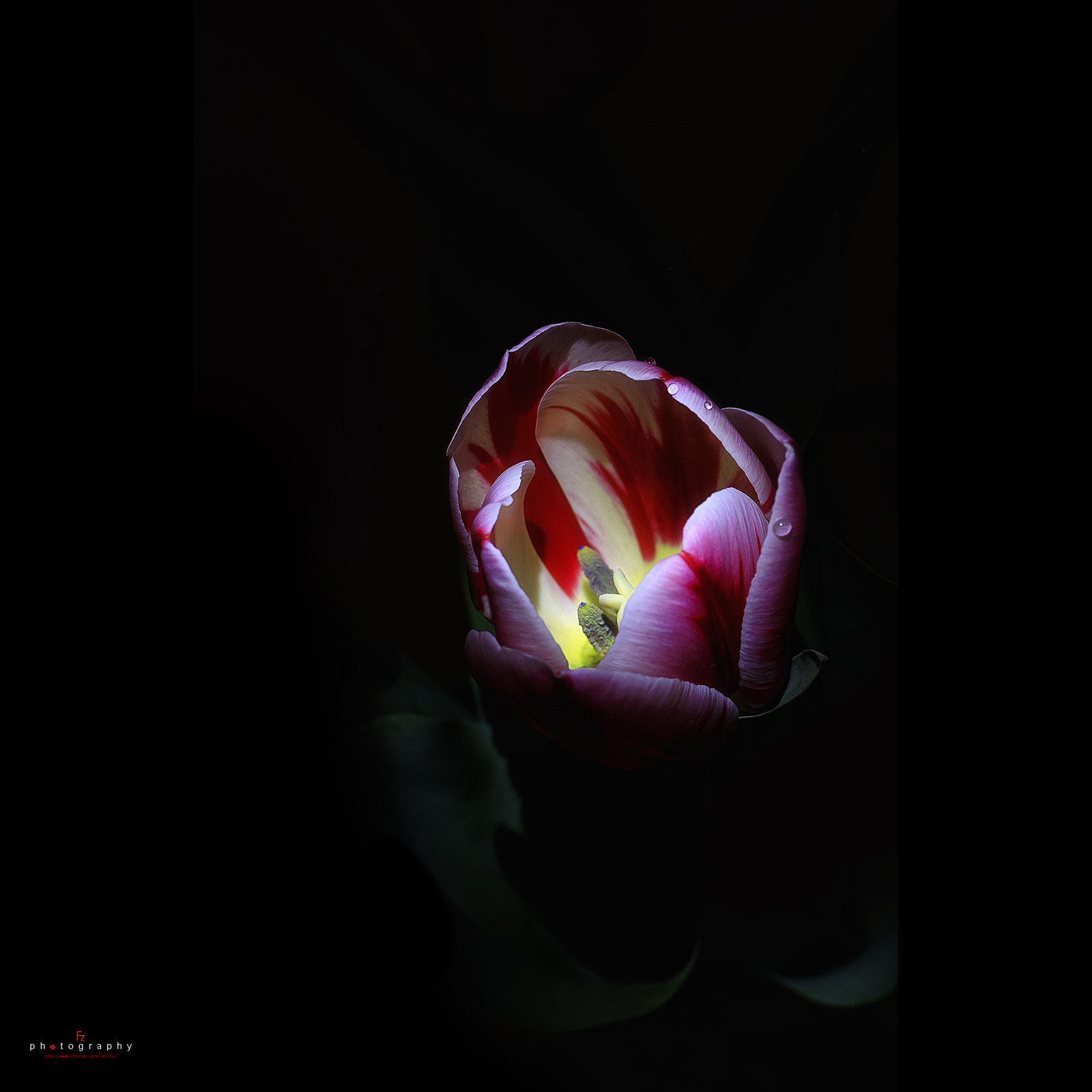 Tulips.....