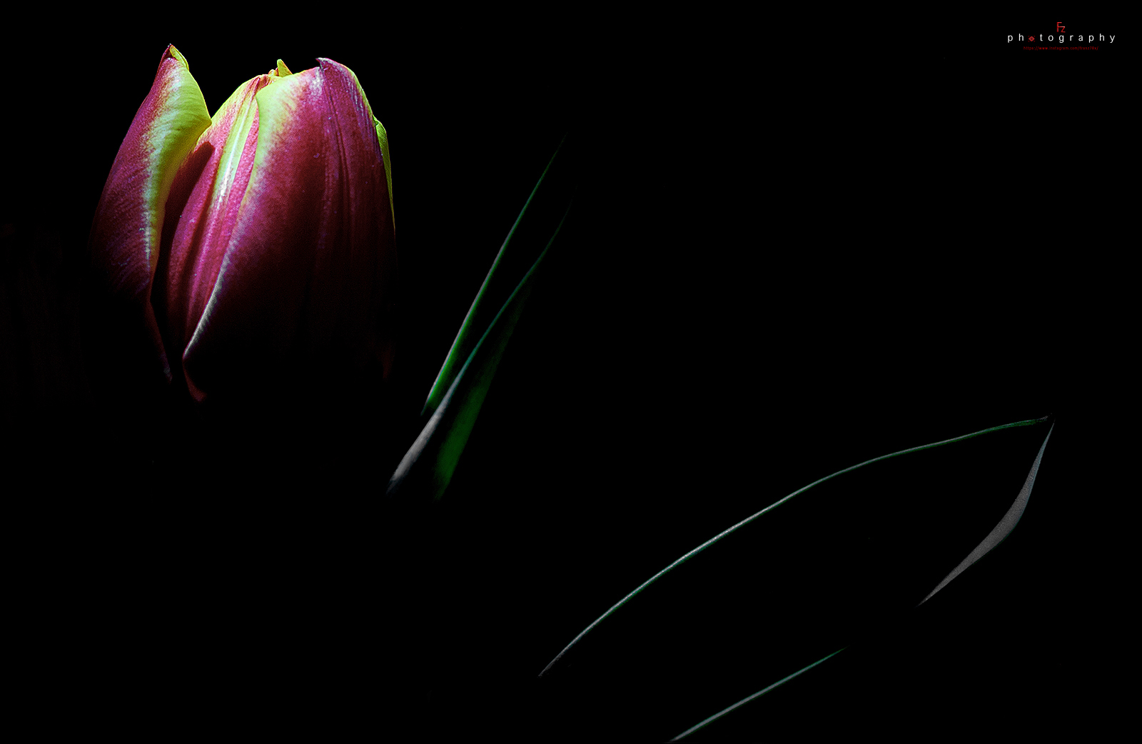 Tulips....