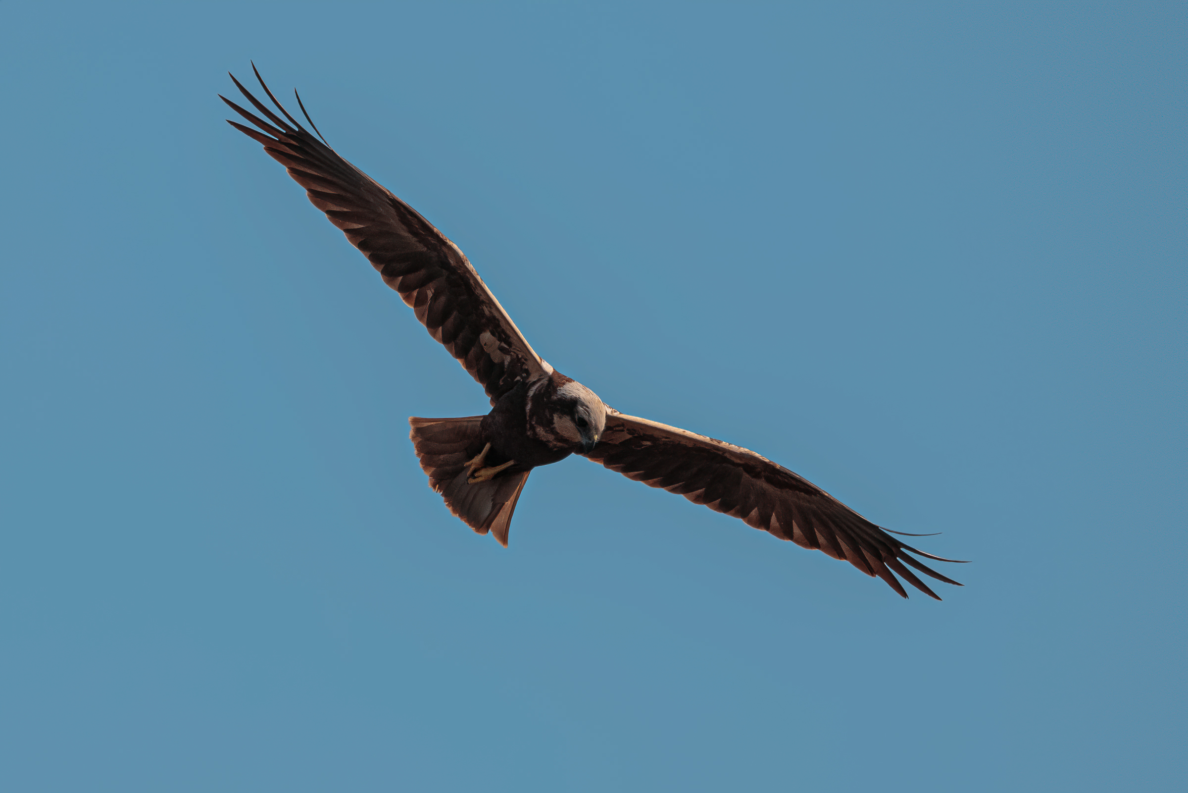Marsh harrier