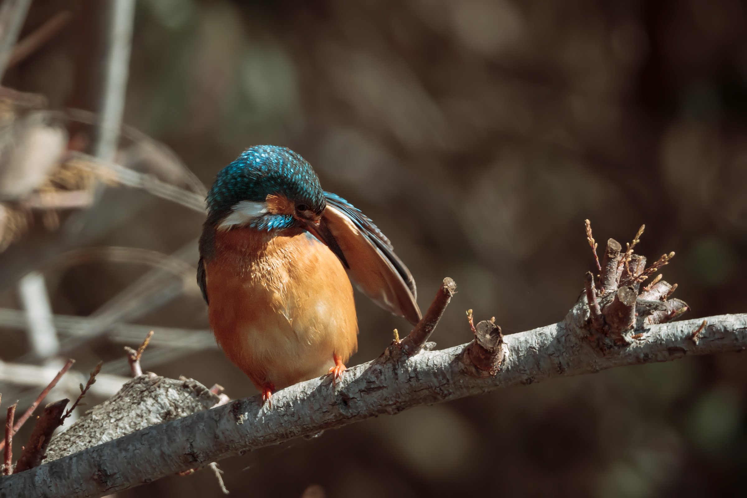 Kingfisher (F)