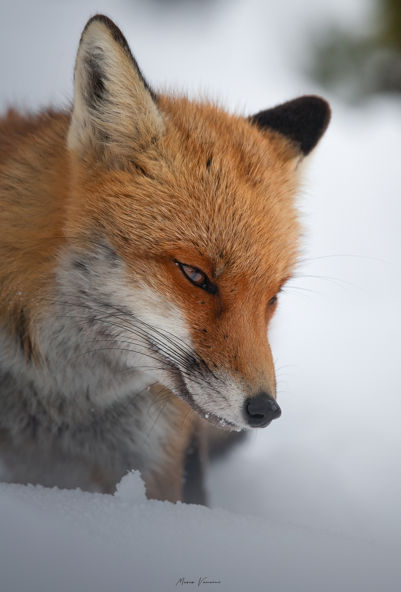 Fox