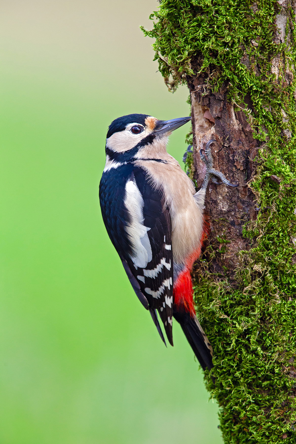 Picchio rosso Maggiore
