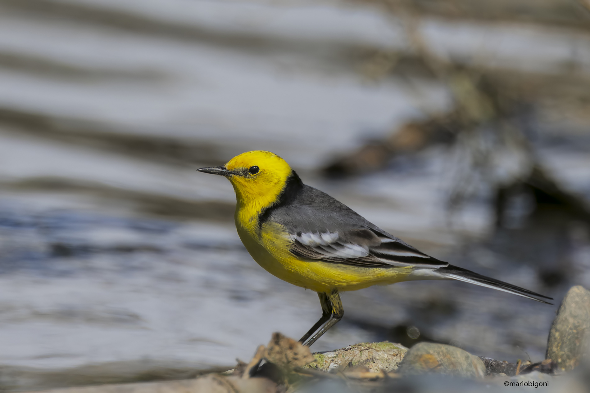 Eastern Yellow-headed Cutrettola