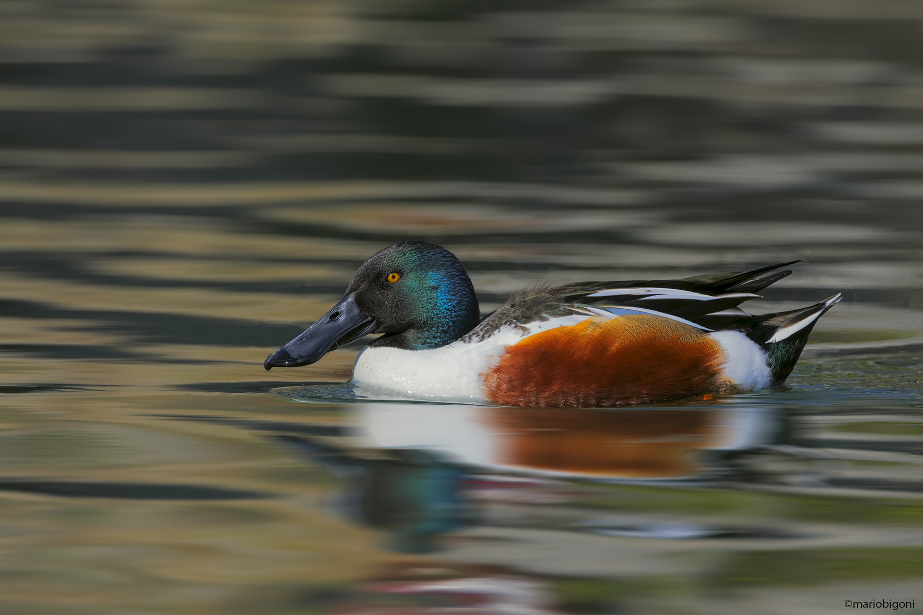 shoveler