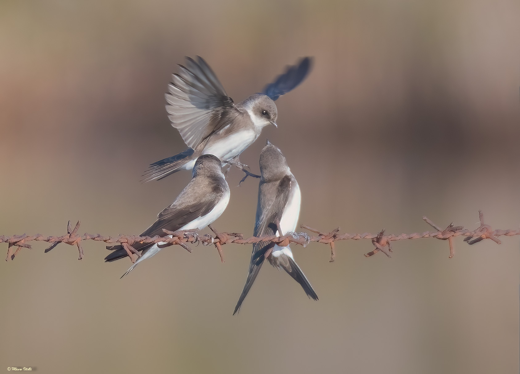 Mice (Riparia riparia)