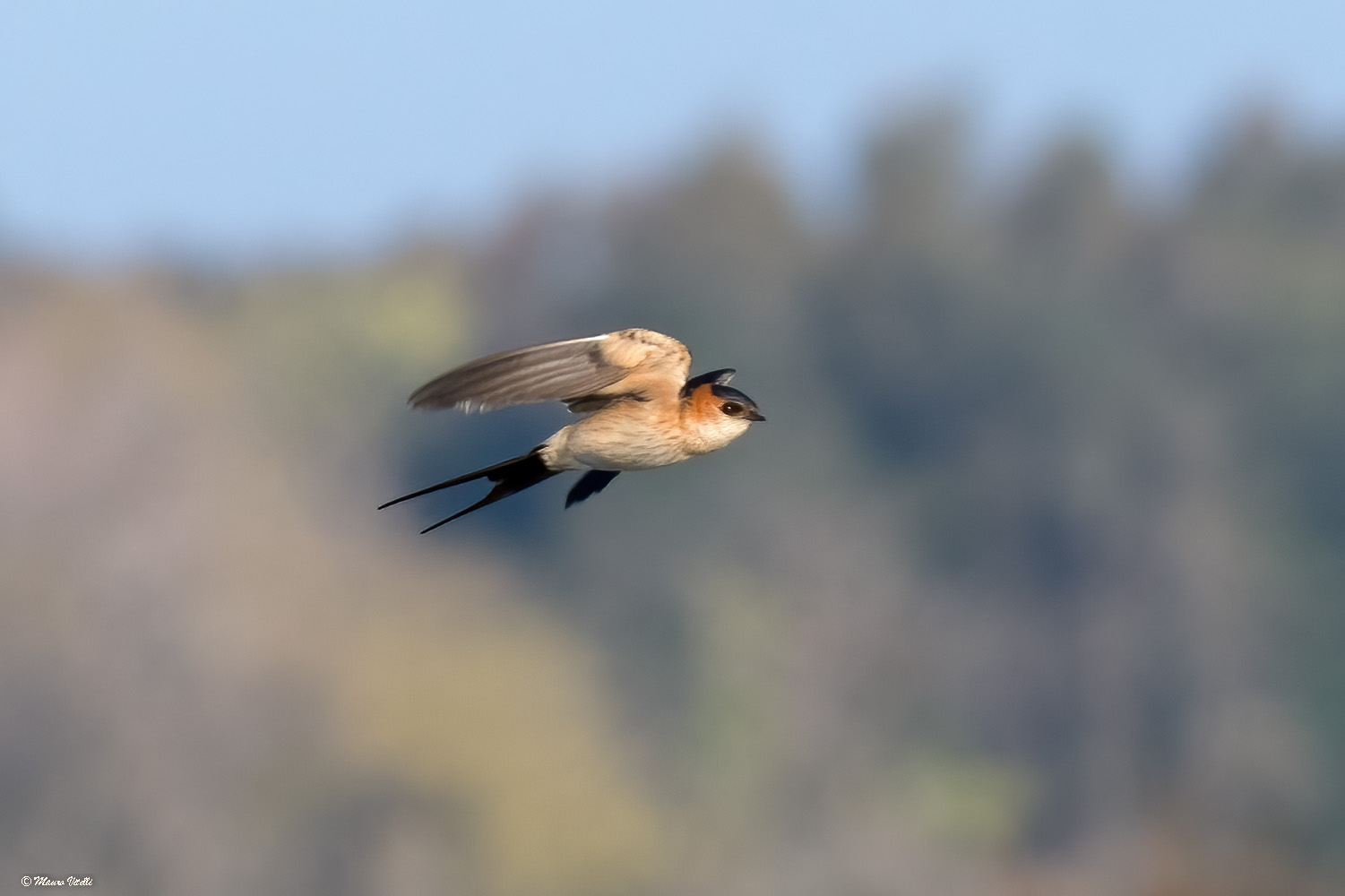 Reddish swallow (Cecropis daurica)