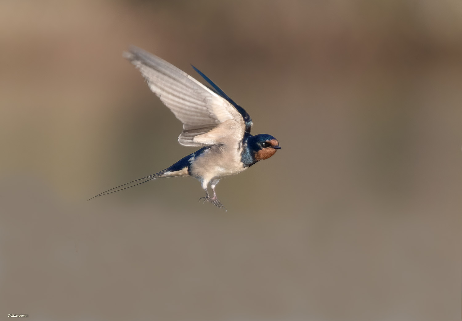 Swallow (Hirundo rustica)