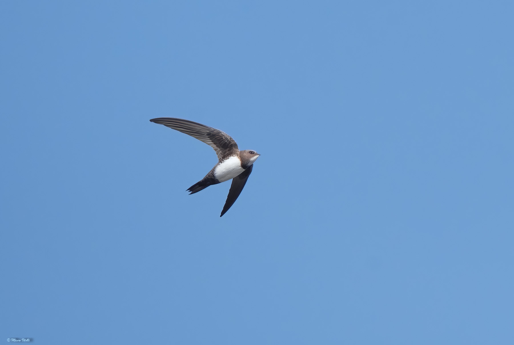 Greater swift (Tachymarptis melba)