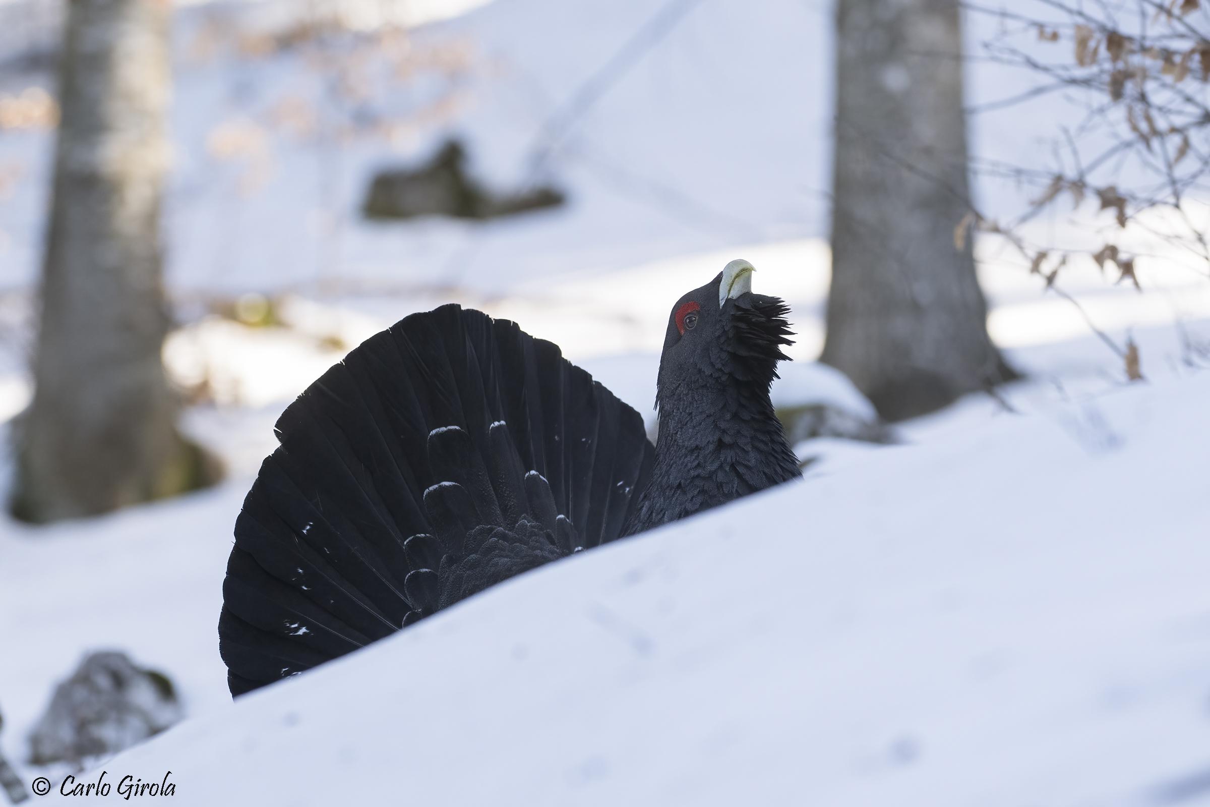 Capercaillie (Tetrao urogallus)