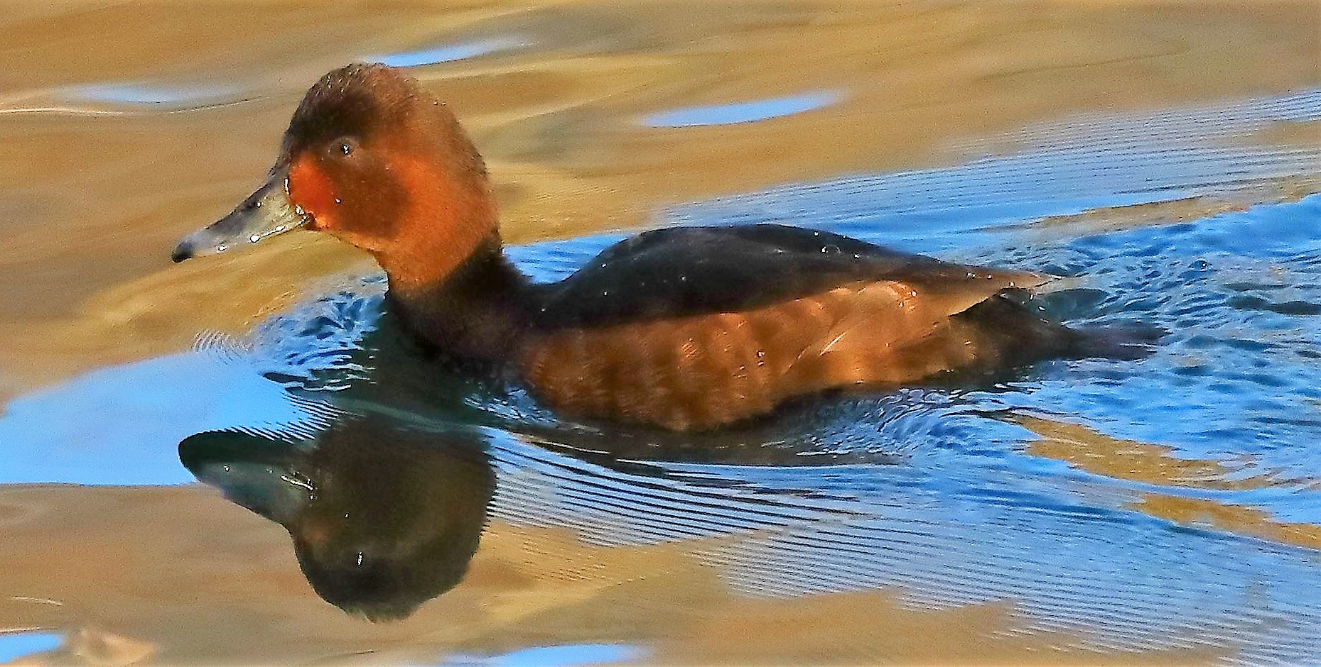 Moretta tabaccata 02-02-2023