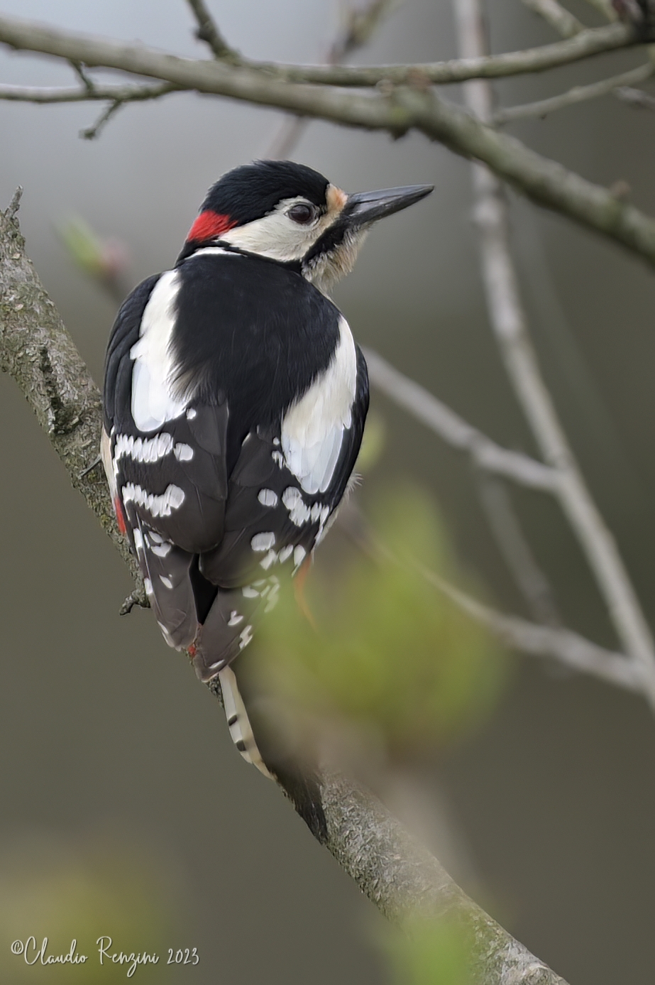 Greater spotted woodpecker