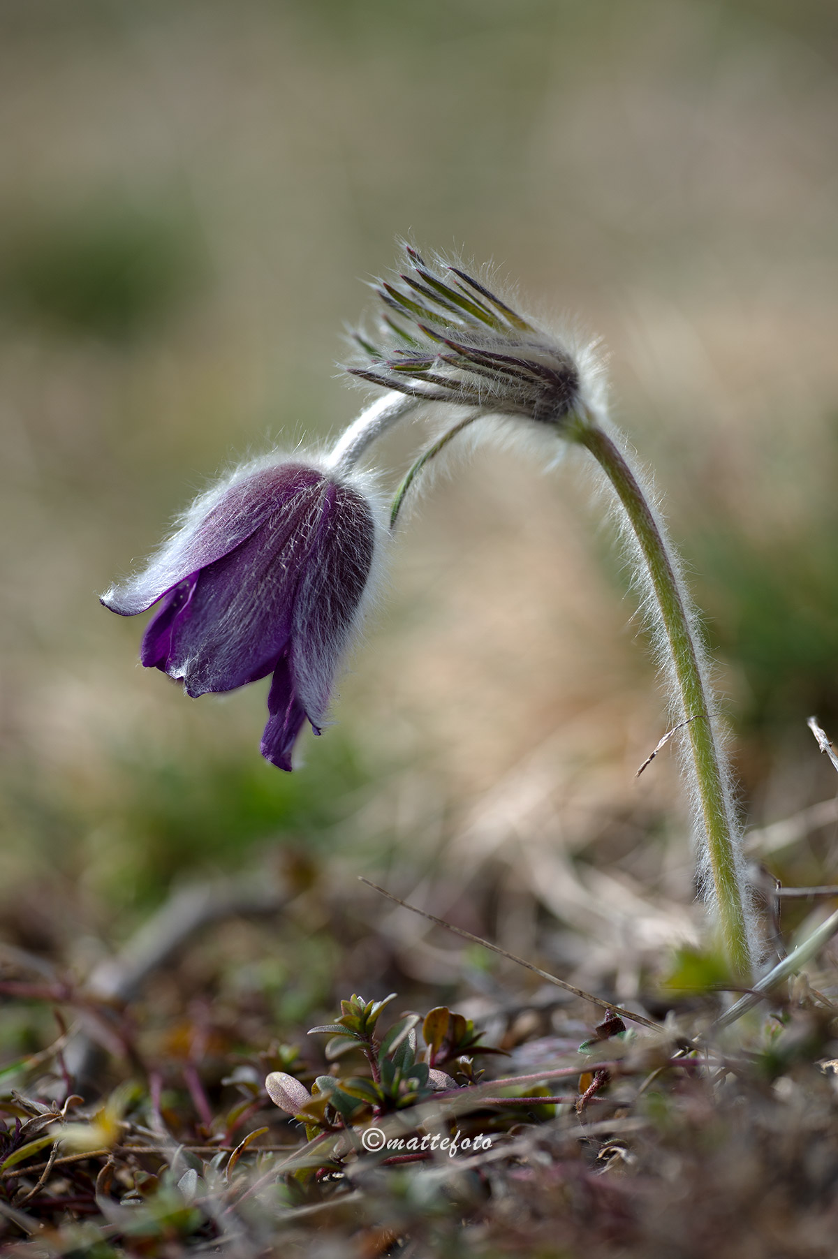Pulsatilla Alpina