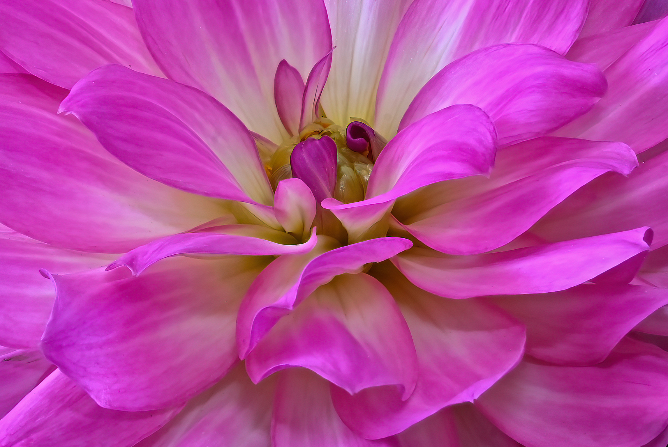 Cuore
